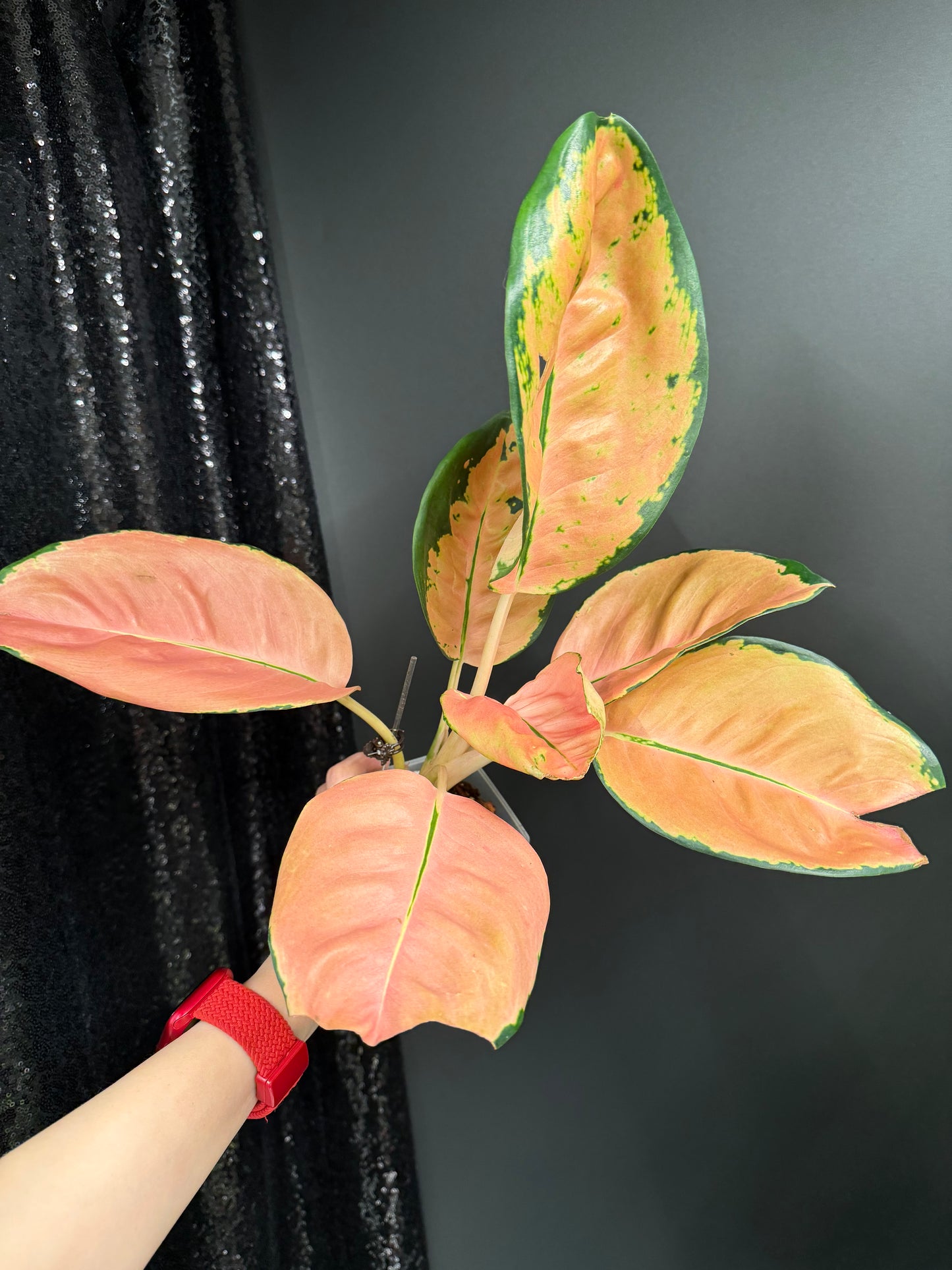 Aglaonema Starbucks