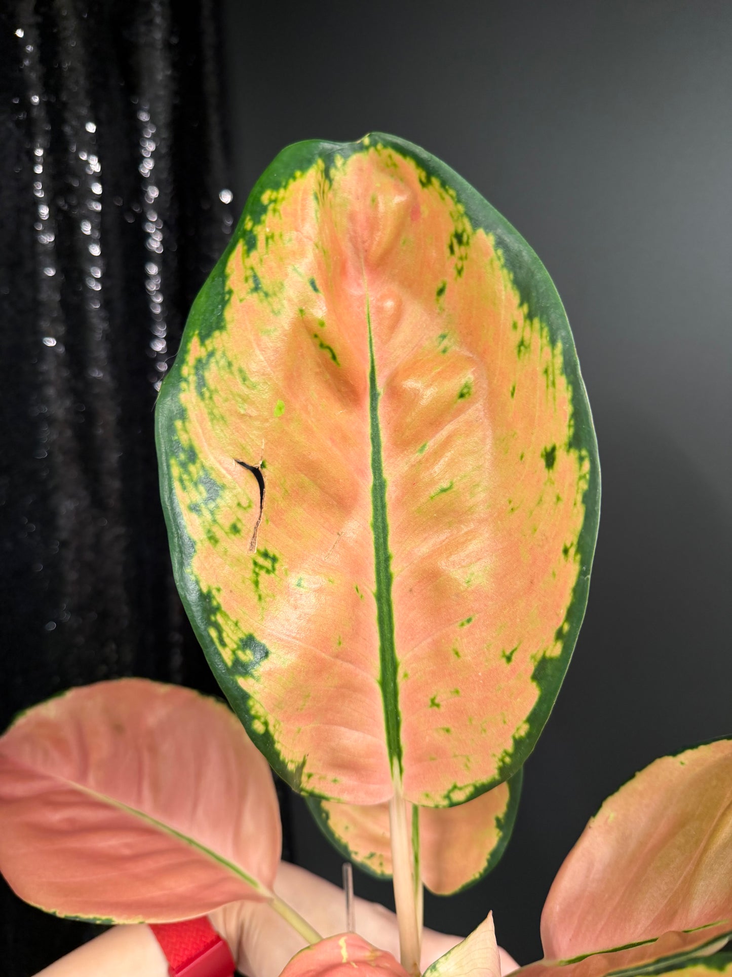 Aglaonema Starbucks