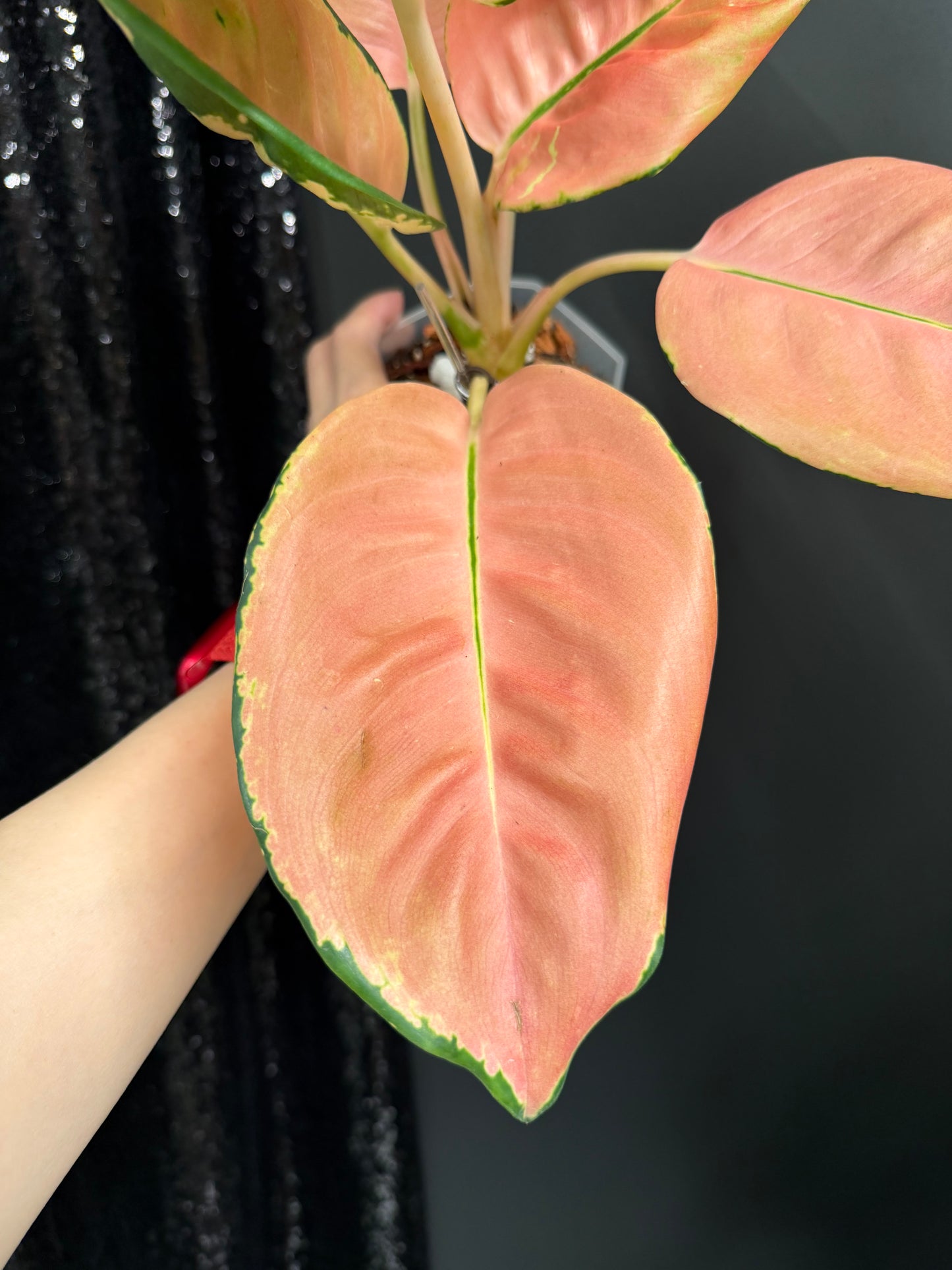 Aglaonema Starbucks