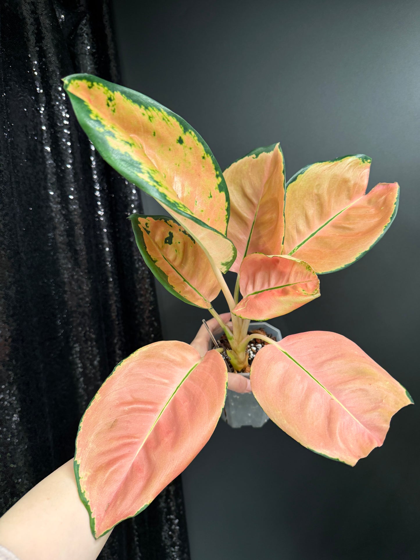 Aglaonema Starbucks