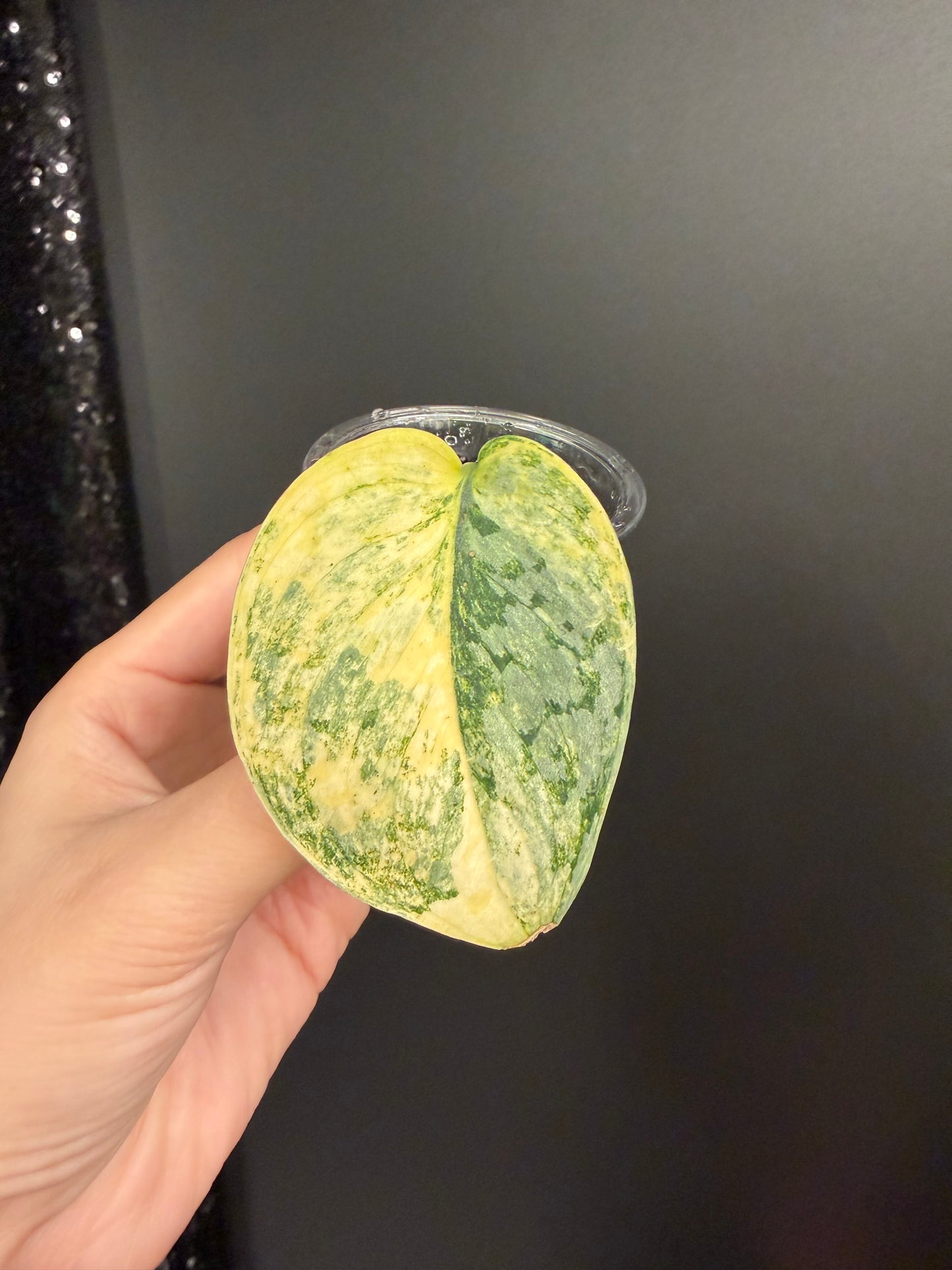 Scindapsus Geulis Variegated Exact UNROOTED Cutting