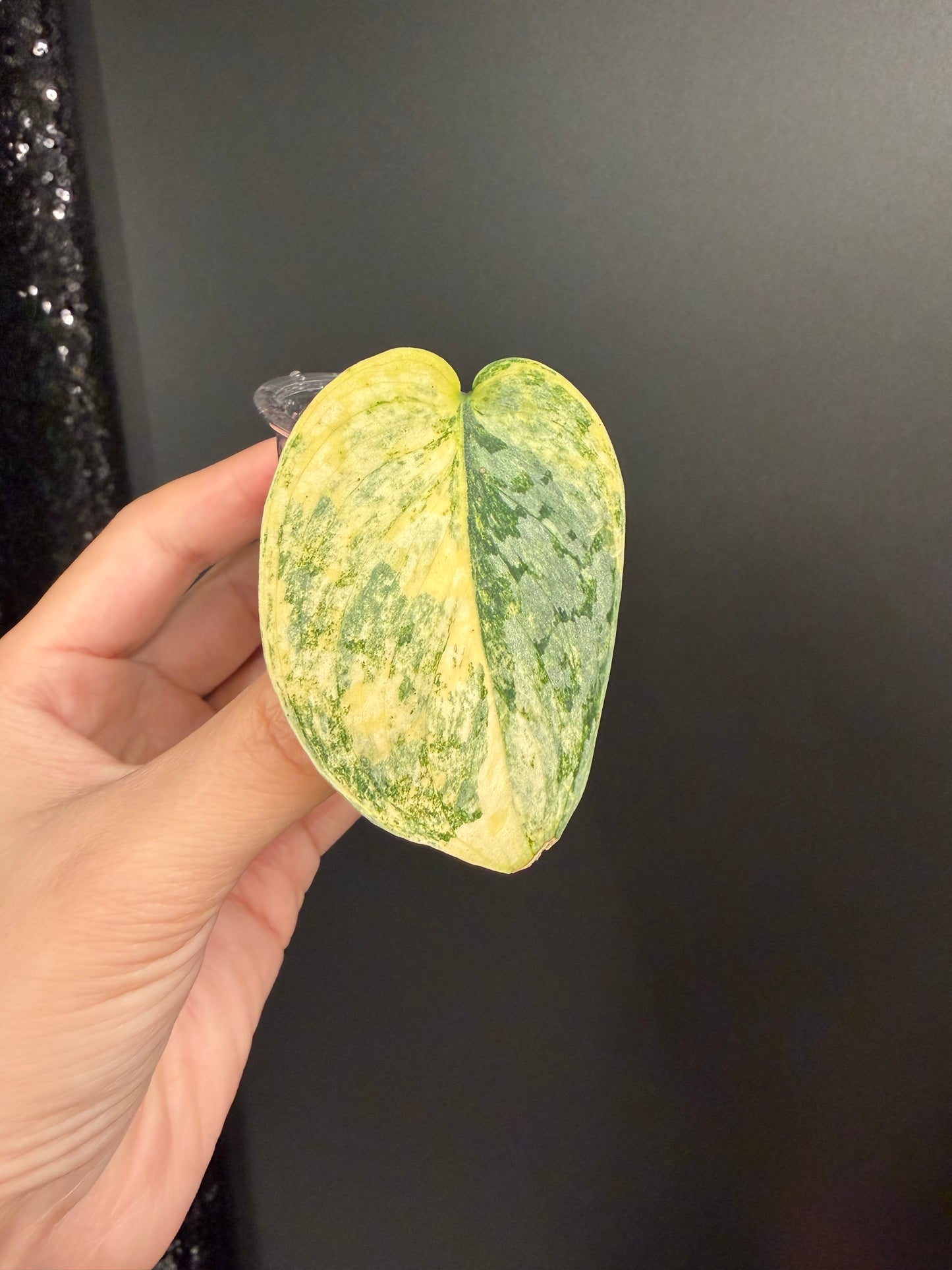 Scindapsus Geulis Variegated Exact UNROOTED Cutting