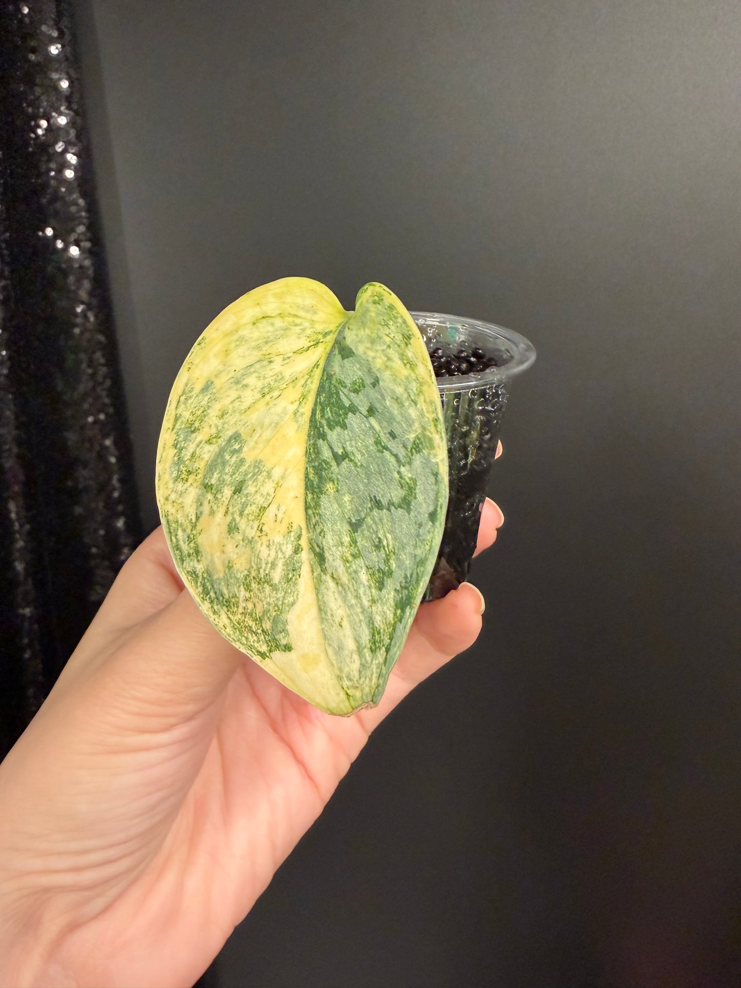 Scindapsus Geulis Variegated Exact UNROOTED Cutting