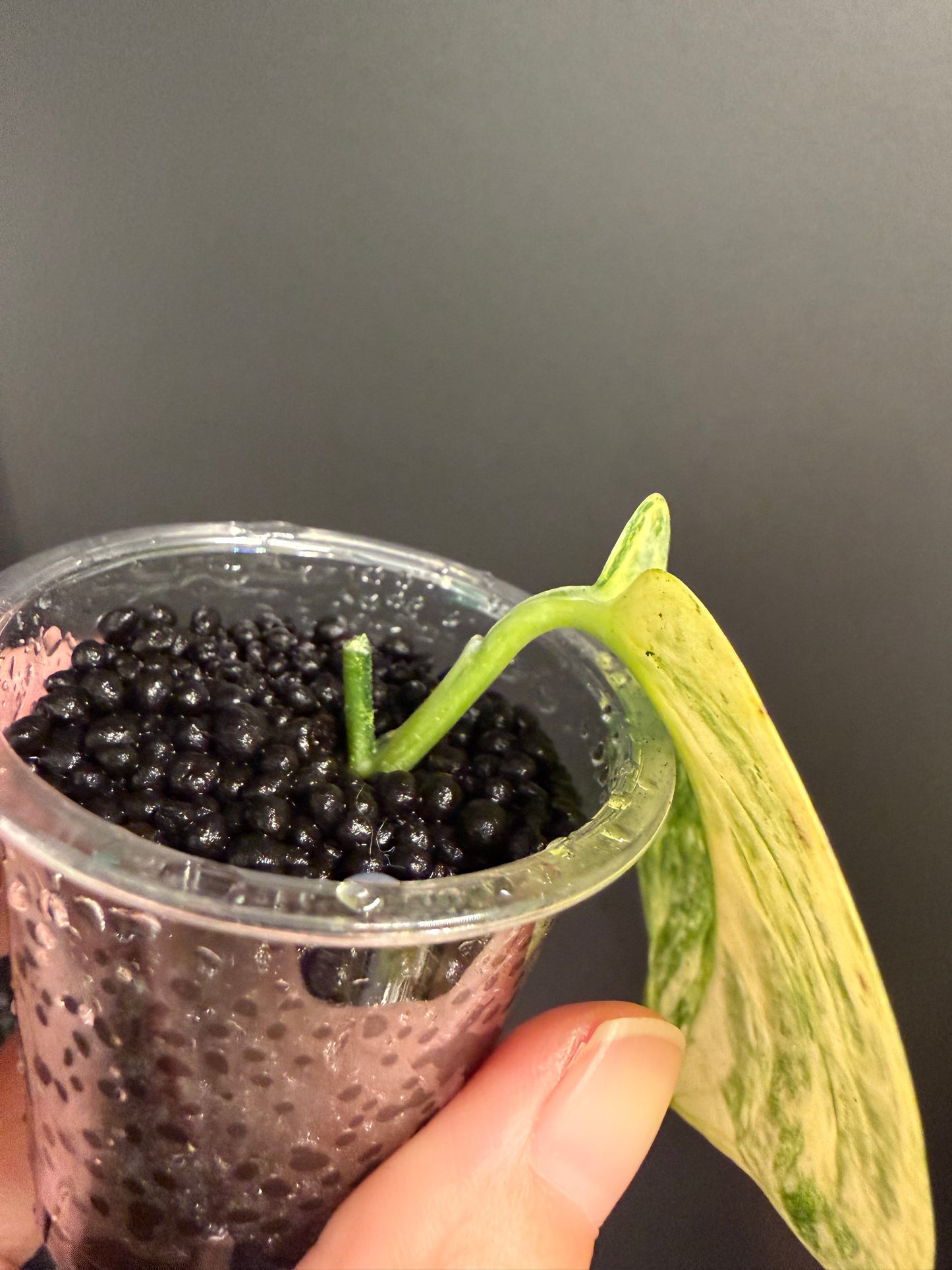 Scindapsus Geulis Variegated Exact UNROOTED Cutting