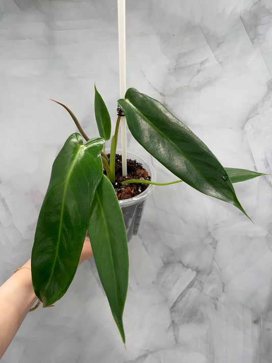 Philodendron Spiritus Sancti in 3.9" Pot