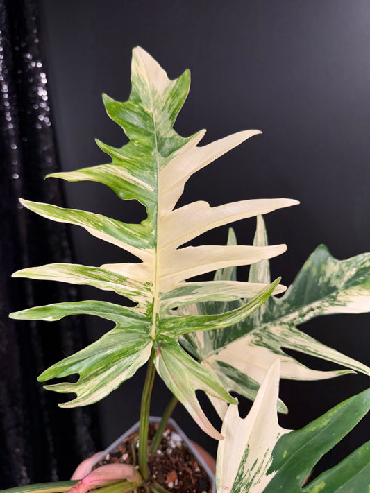 Flobe x Tortum Variegated Philodendron