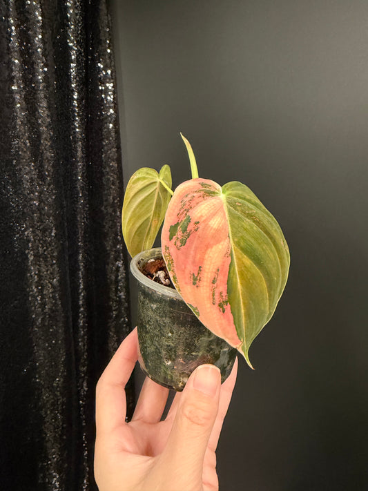 Philodendron Melanochrysum Orange Variegated