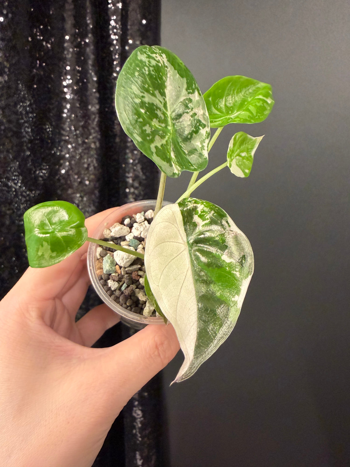 Alocasia Wentii Pink Variegated