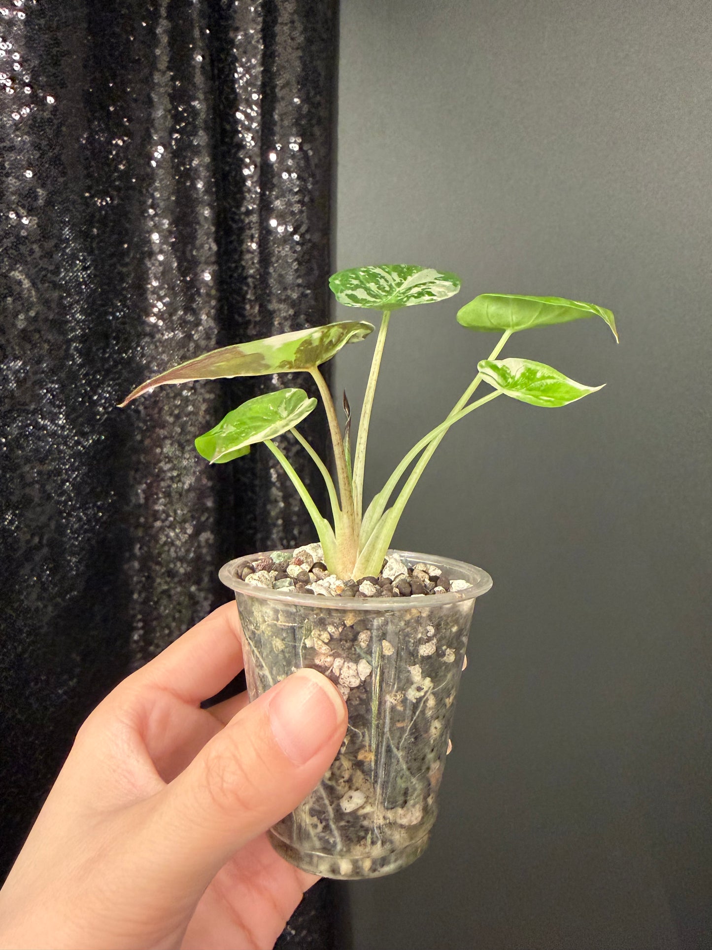 Alocasia Wentii Pink Variegated