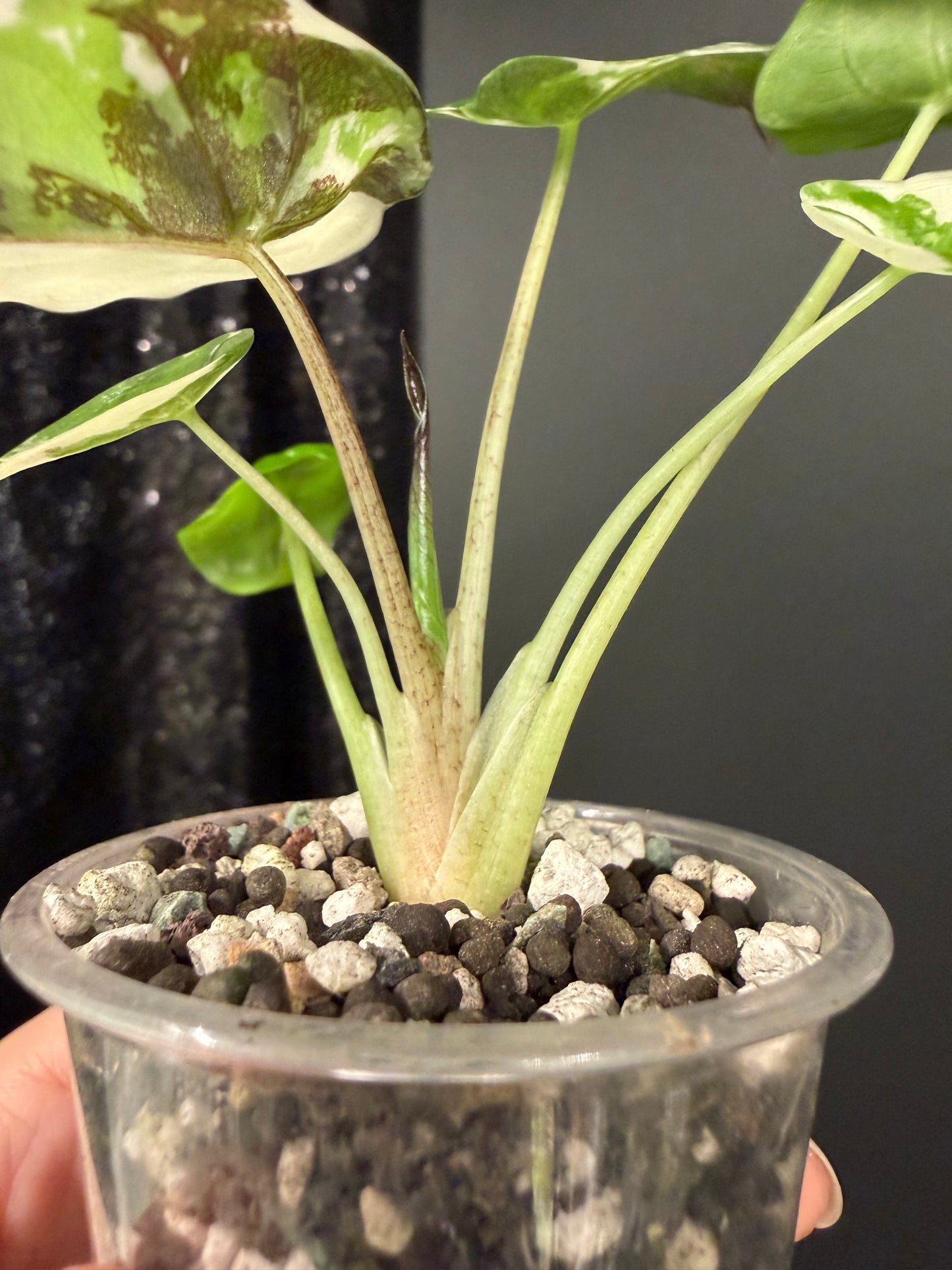 Alocasia Wentii Pink Variegated