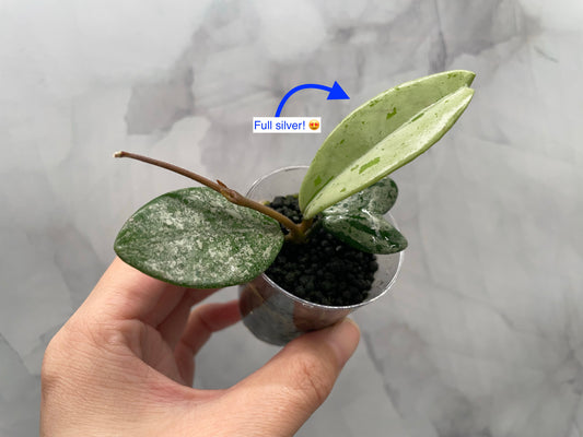 Hoya Wilbur Graves China Rooted Plant