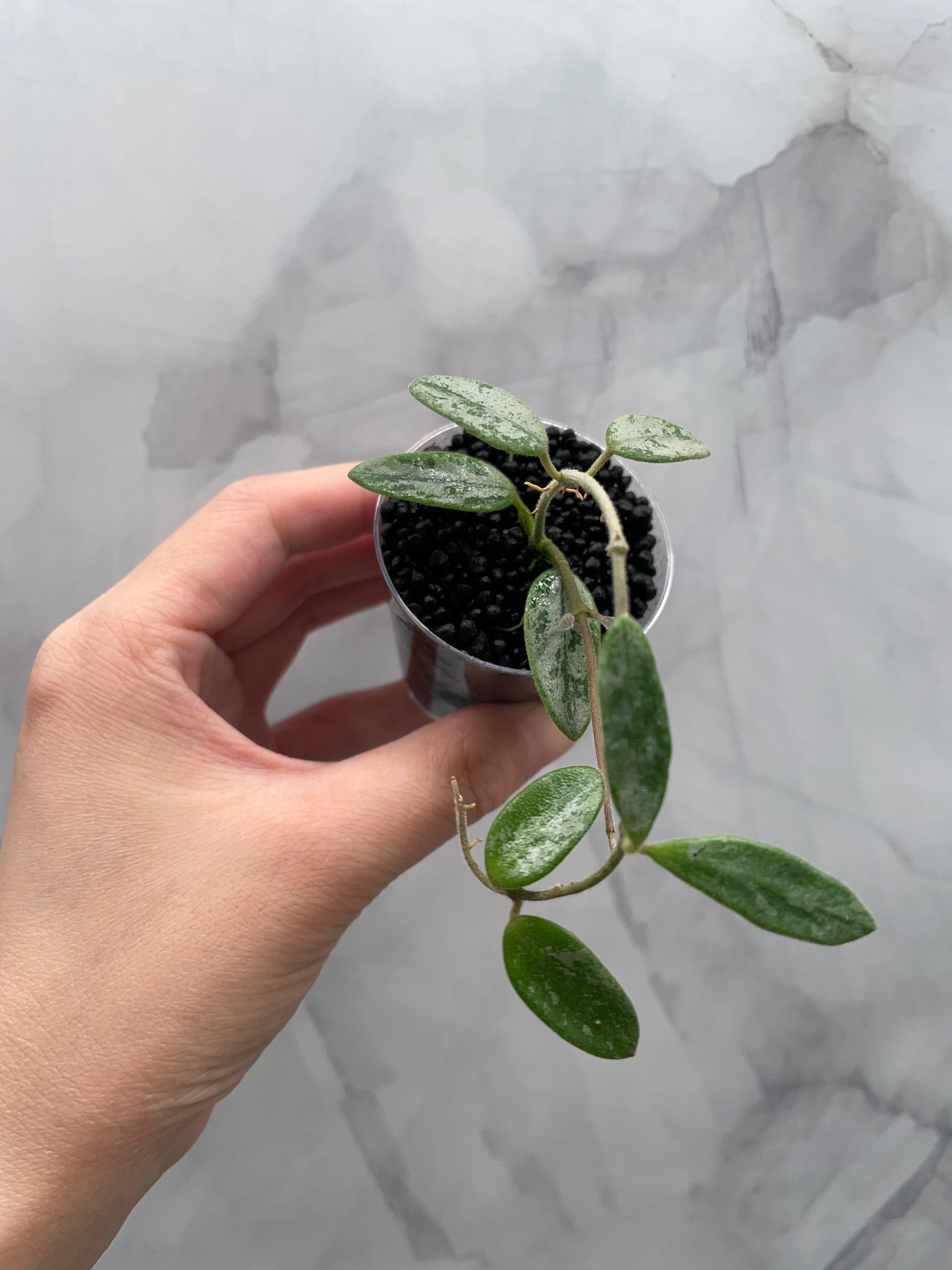 Hoya lima Silver Rooted Plant in 2" Cup