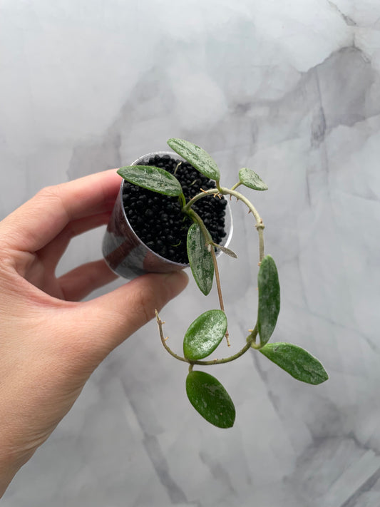 Hoya lima Silver Rooted Plant in 2" Cup