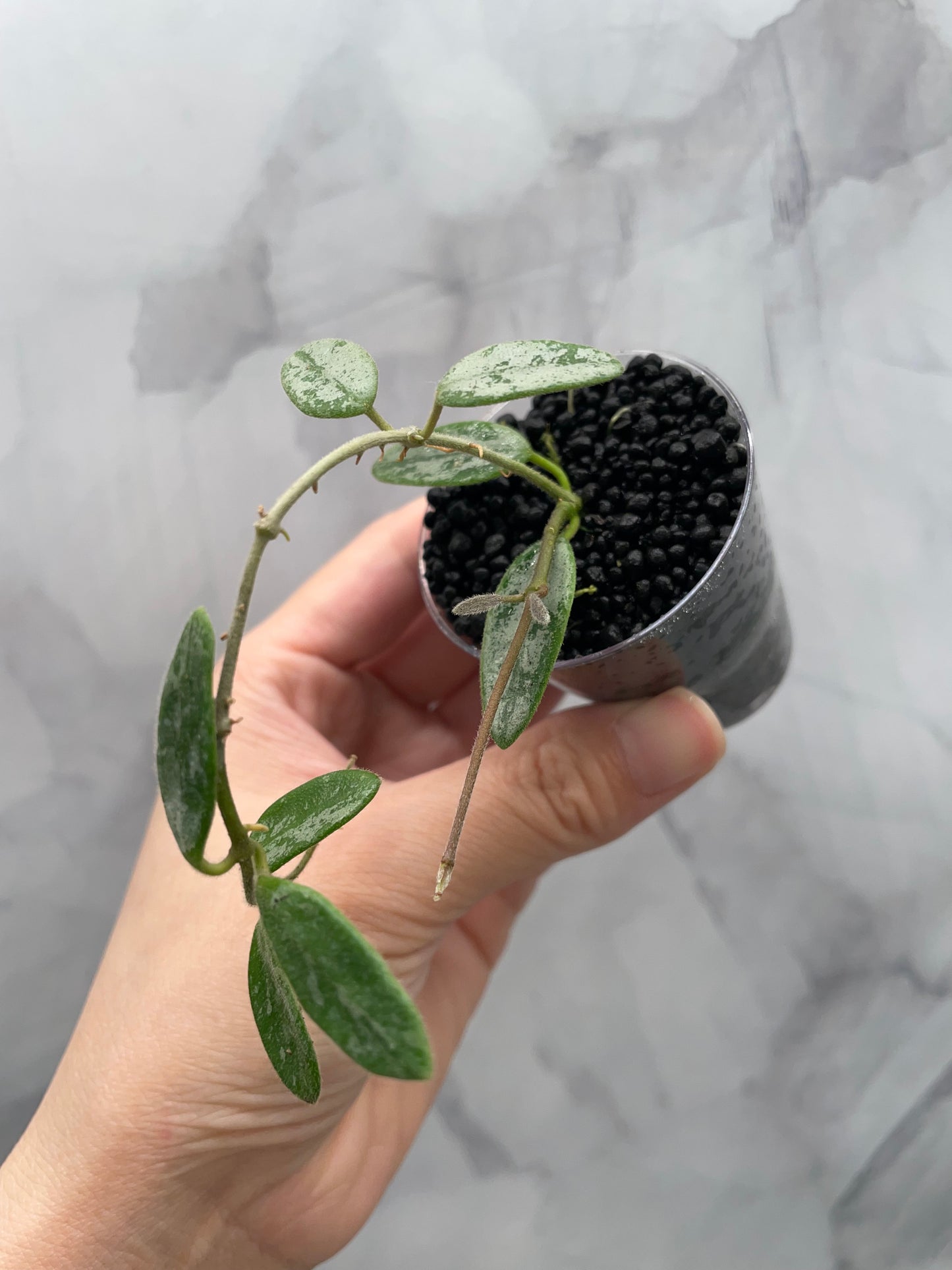 Hoya lima Silver Rooted Plant in 2" Cup