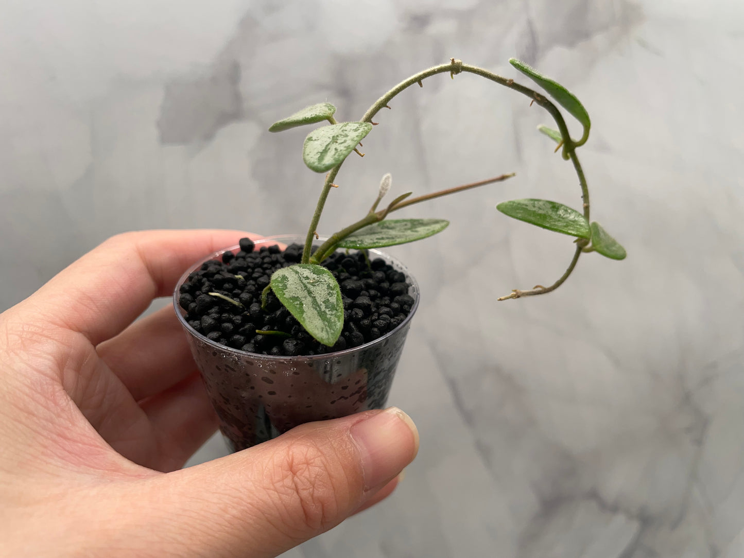 Hoya lima Silver Rooted Plant in 2" Cup