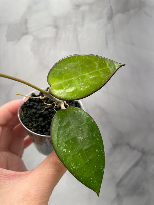 Hoya Verticilata MA07 Rooted Cutting