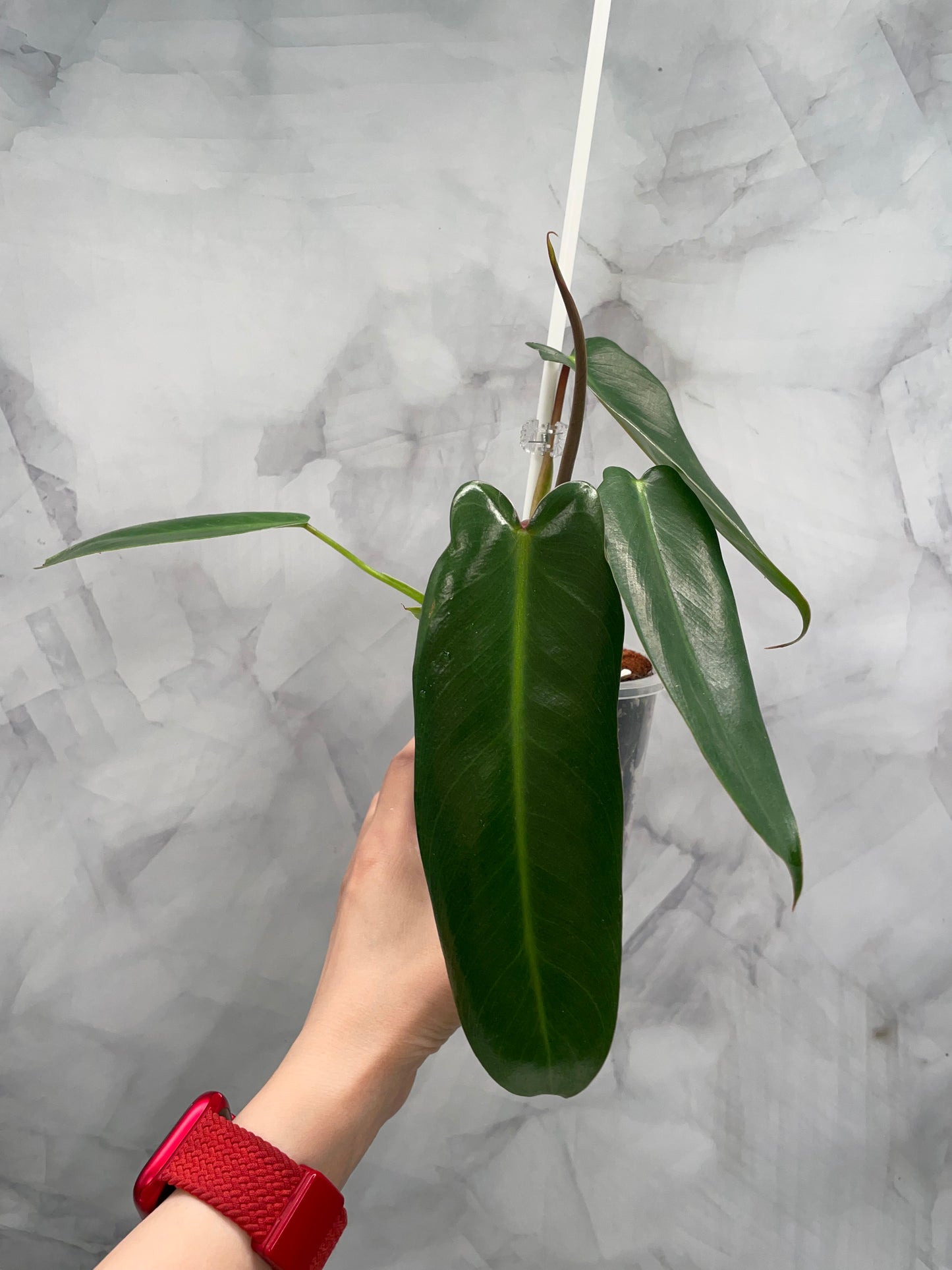 Philodendron Spiritus Sancti in 3.9" Pot