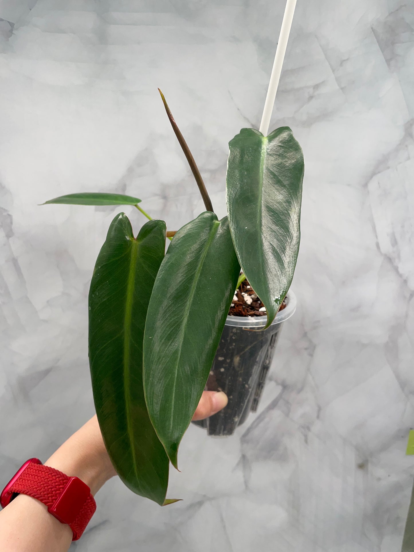 Philodendron Spiritus Sancti in 3.9" Pot