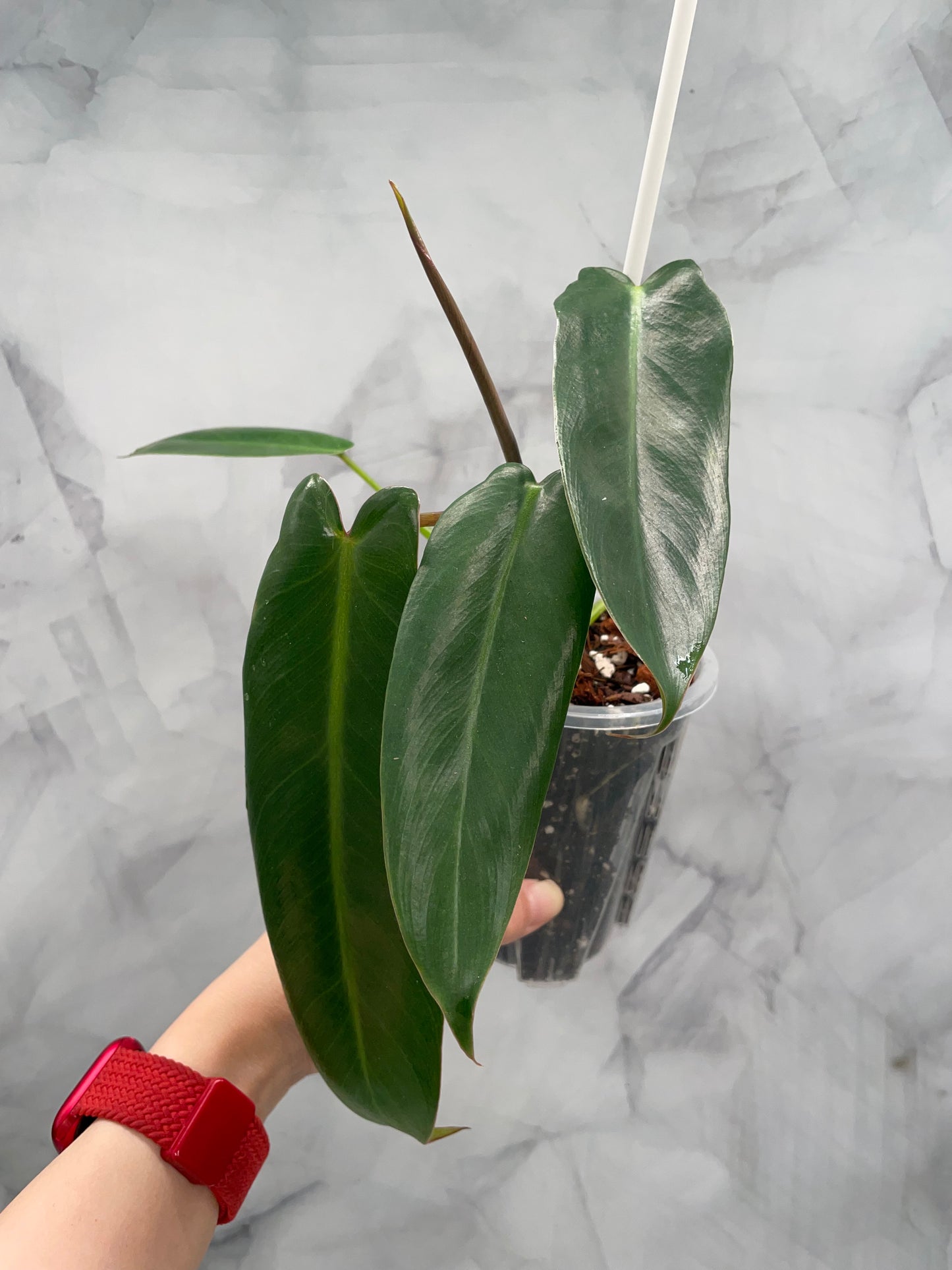 Philodendron Spiritus Sancti in 3.9" Pot