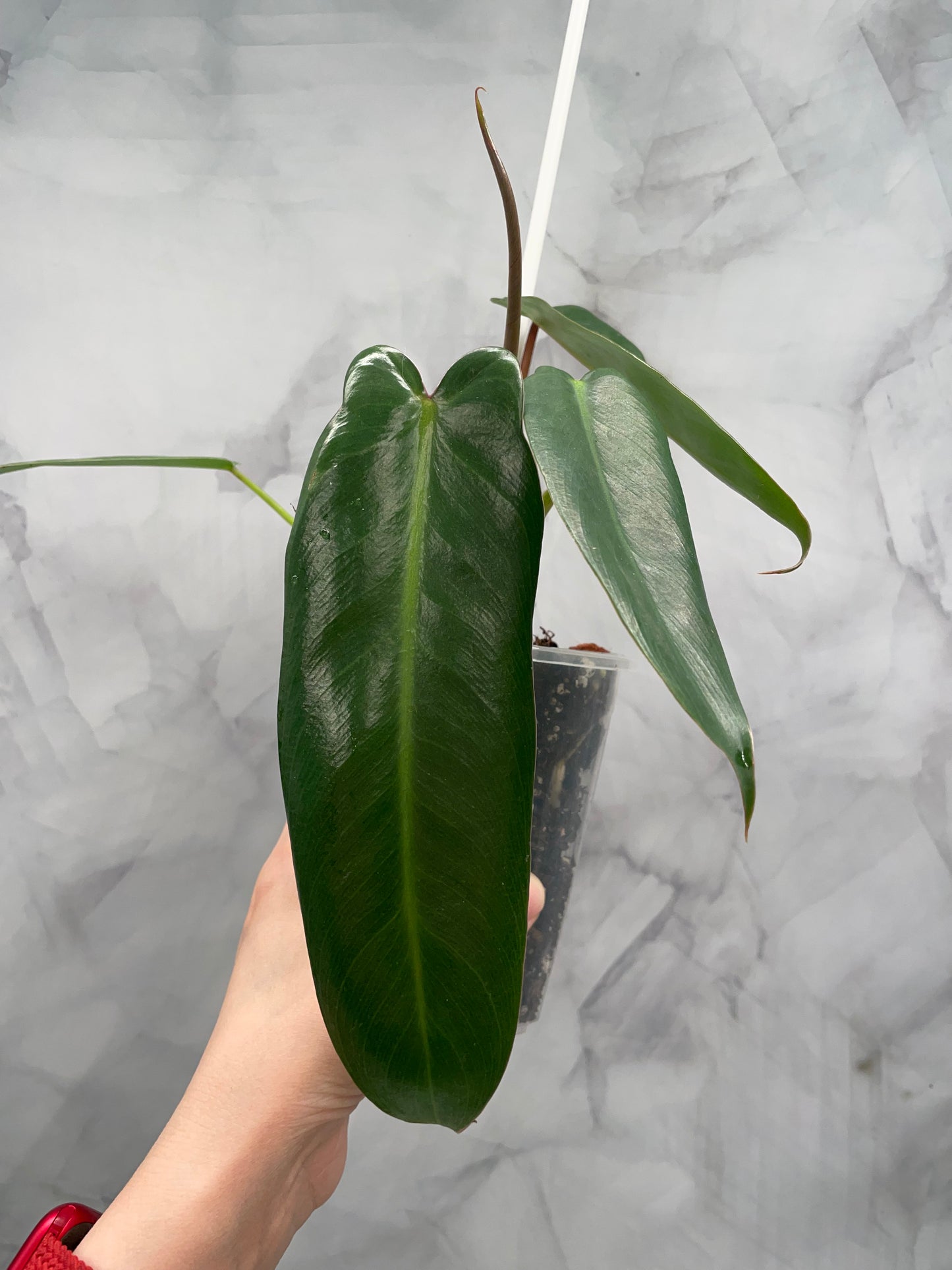 Philodendron Spiritus Sancti in 3.9" Pot