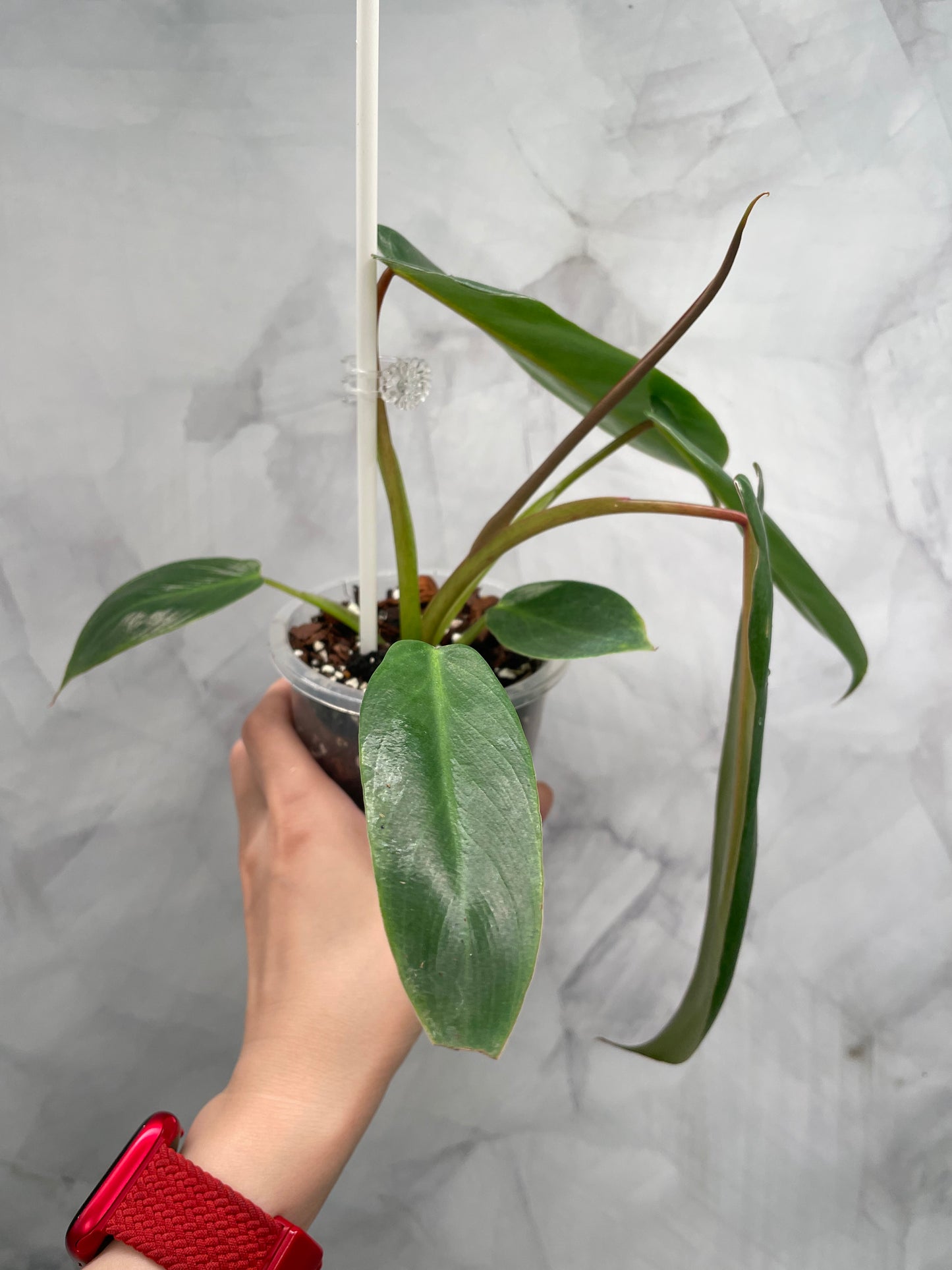 Philodendron Spiritus Sancti in 3.9" Pot