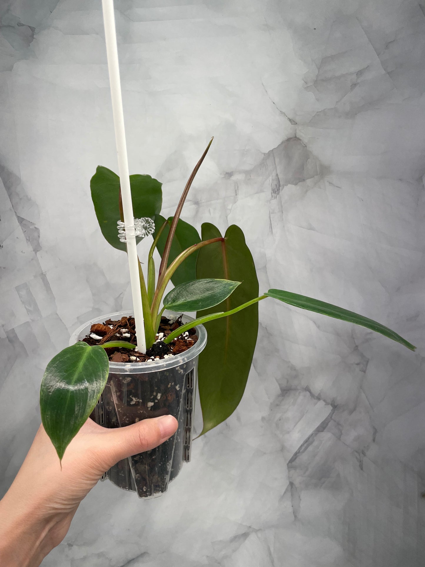 Philodendron Spiritus Sancti in 3.9" Pot