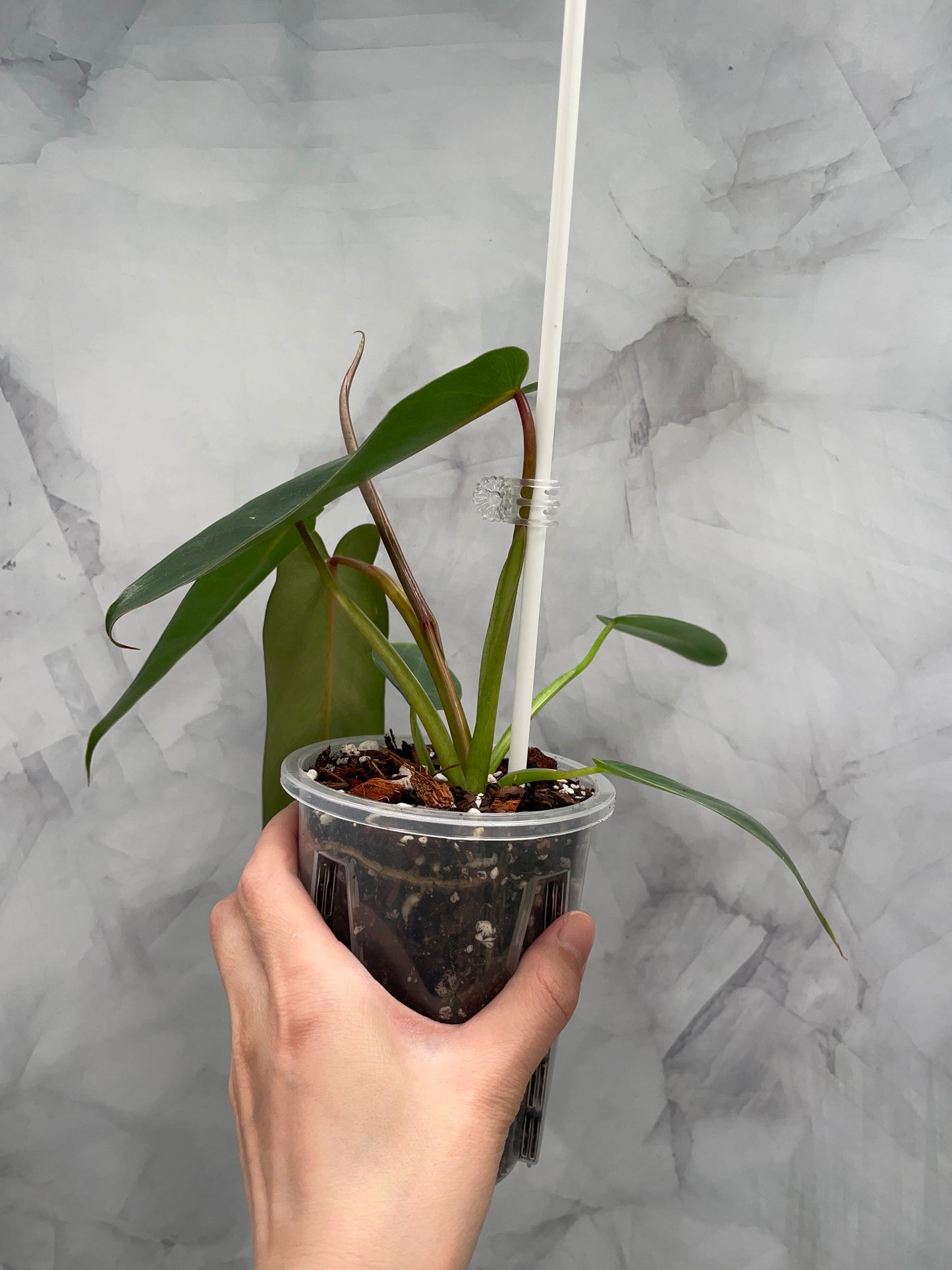 Philodendron Spiritus Sancti in 3.9" Pot