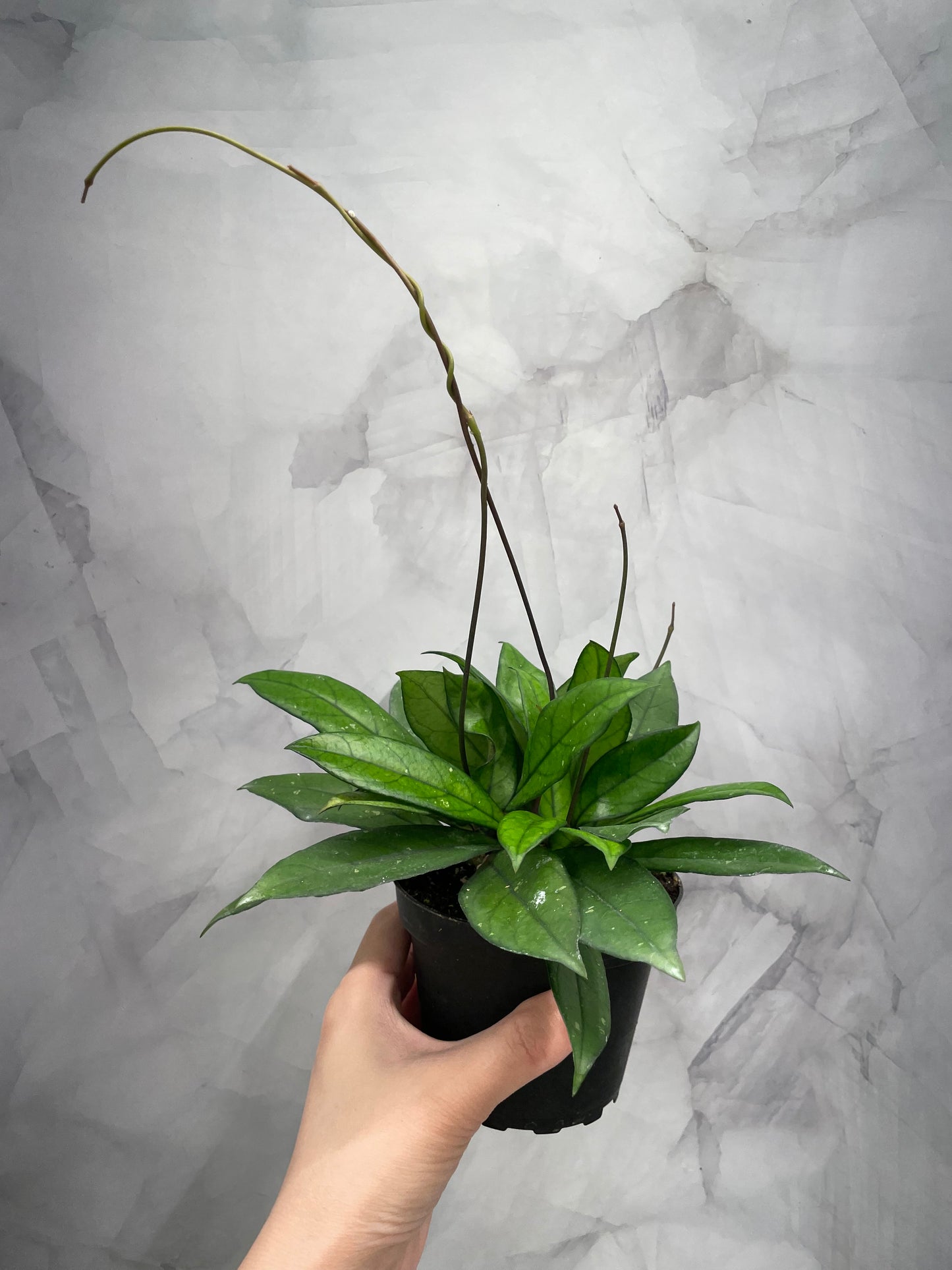 Hoya Crassipetiolata 4" Pot