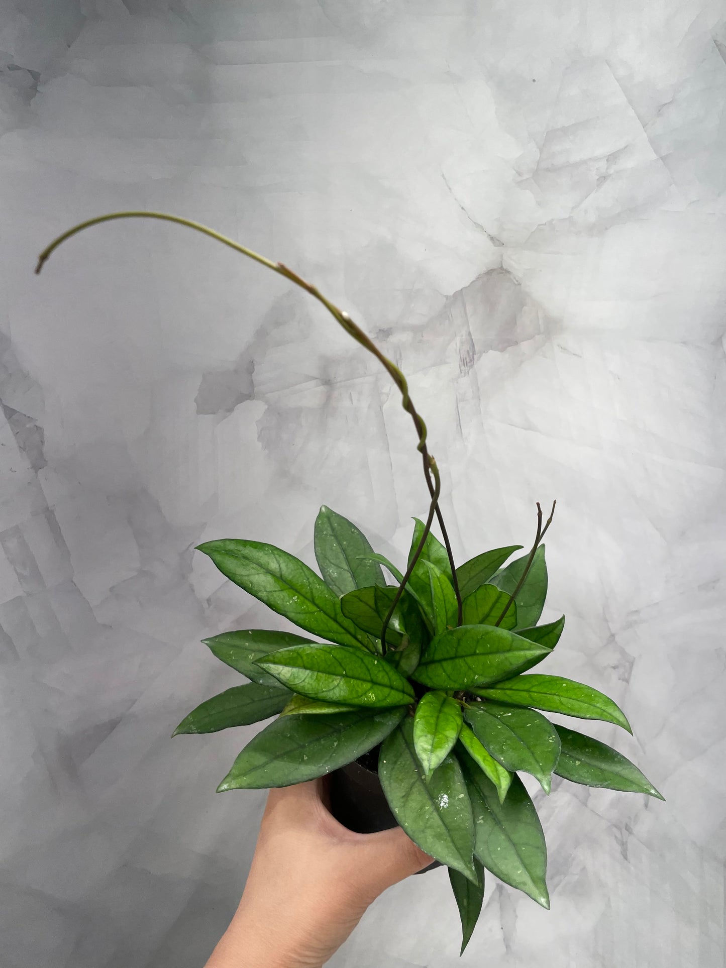 Hoya Crassipetiolata 4" Pot