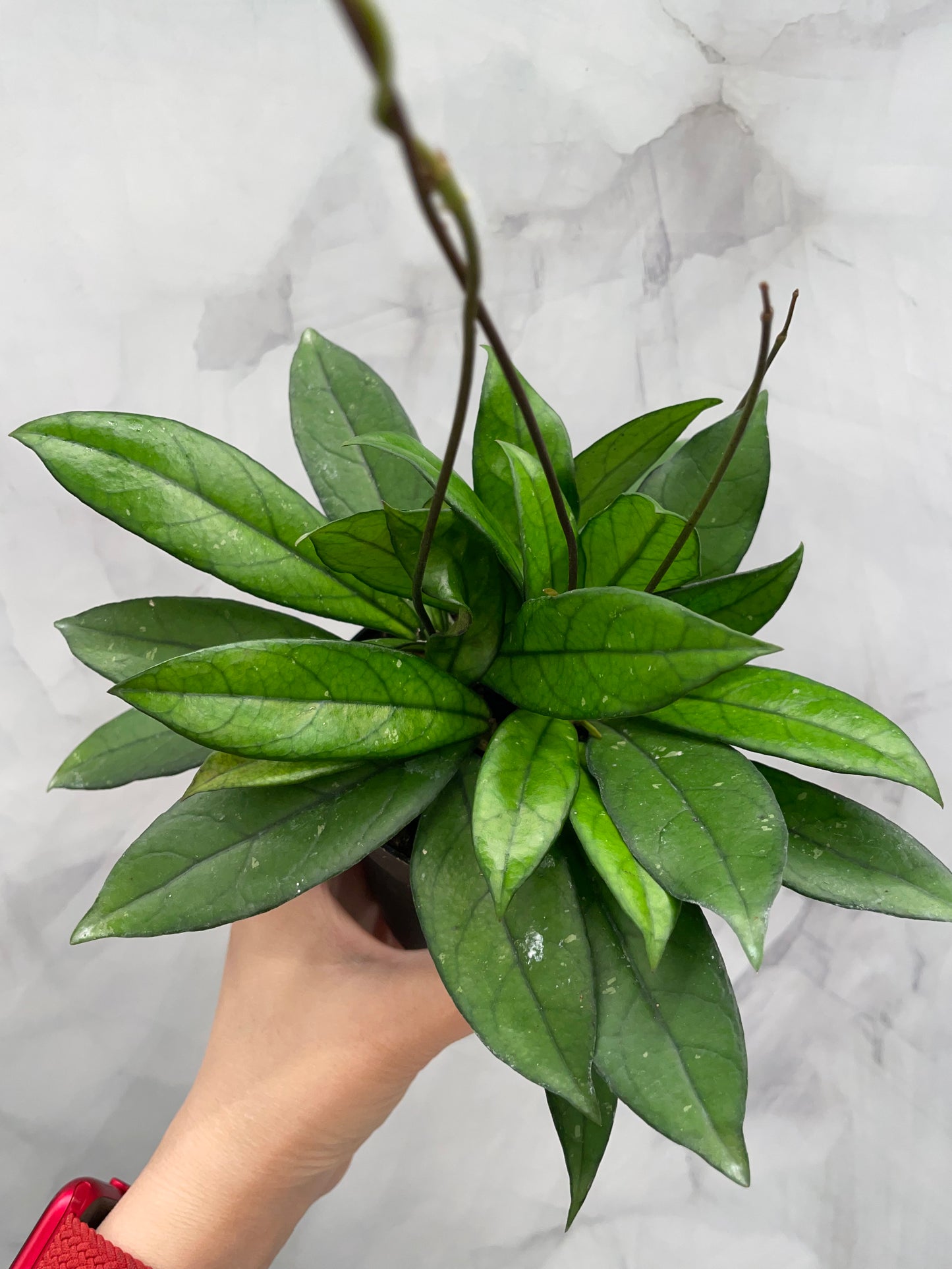 Hoya Crassipetiolata 4" Pot