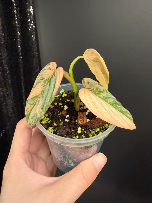 Philodendron Brandtianum Variegated