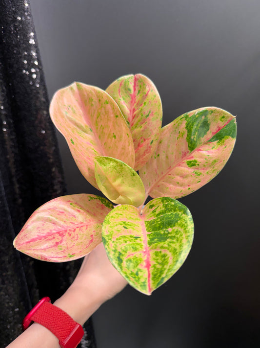 Aglaonema Pink Emerald