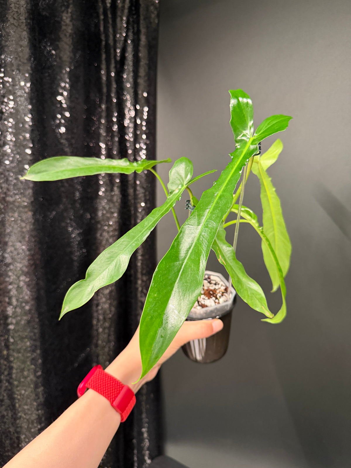 Philodendron Belle Isle
