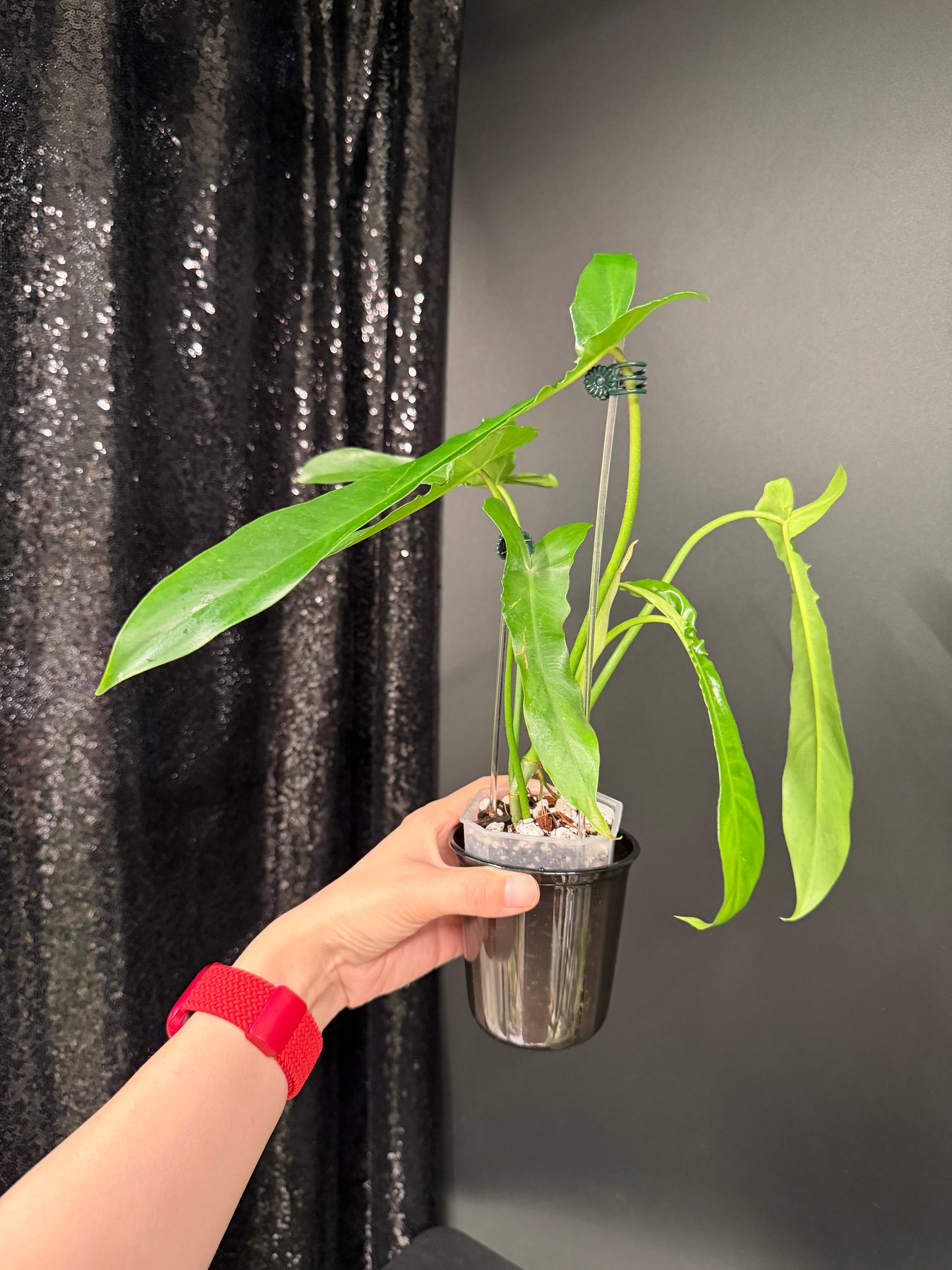 Philodendron Belle Isle