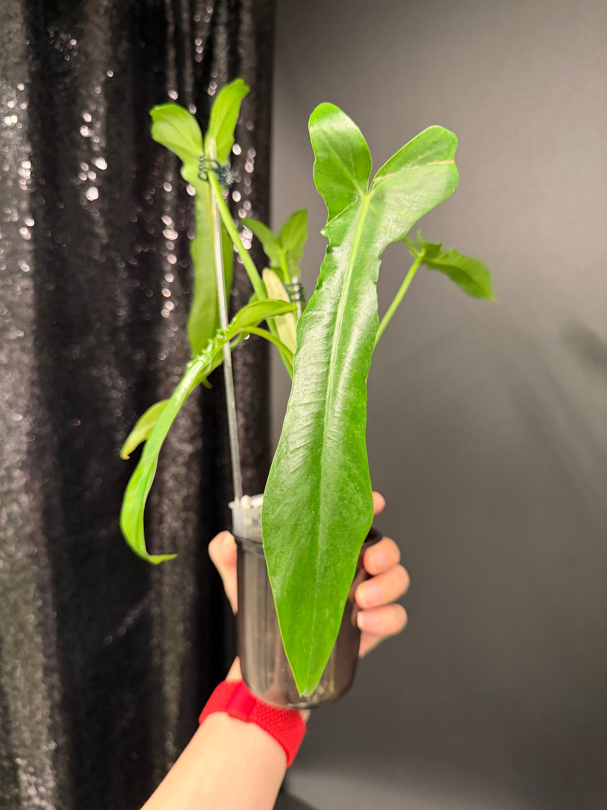 Philodendron Belle Isle