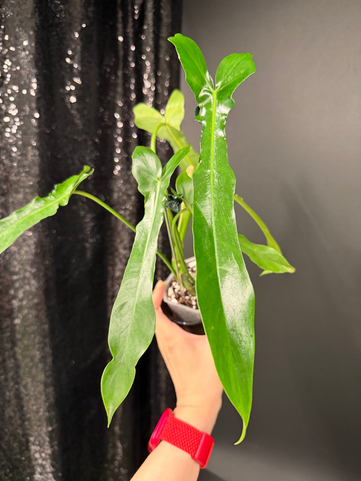 Philodendron Belle Isle