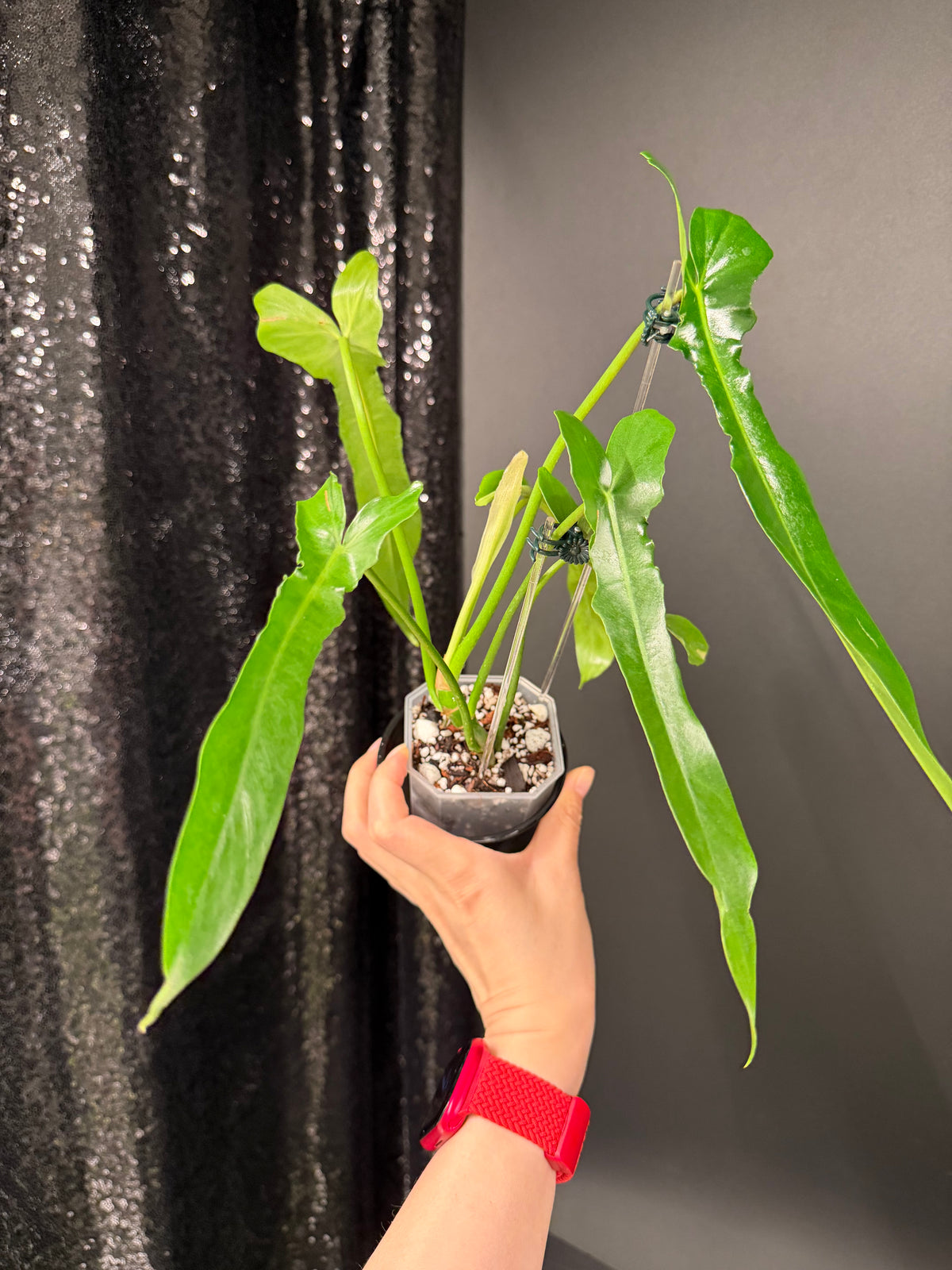 Philodendron Belle Isle
