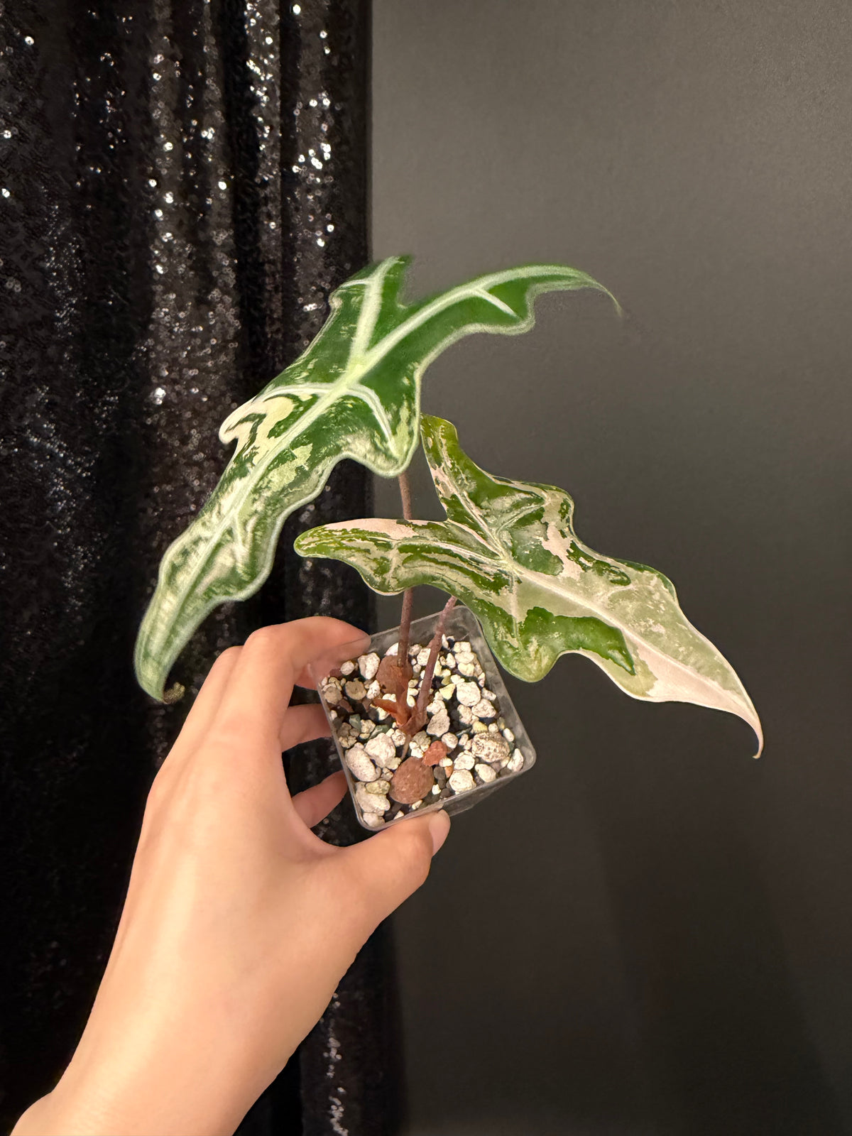 Alocasia Nobilis Pink Variegated