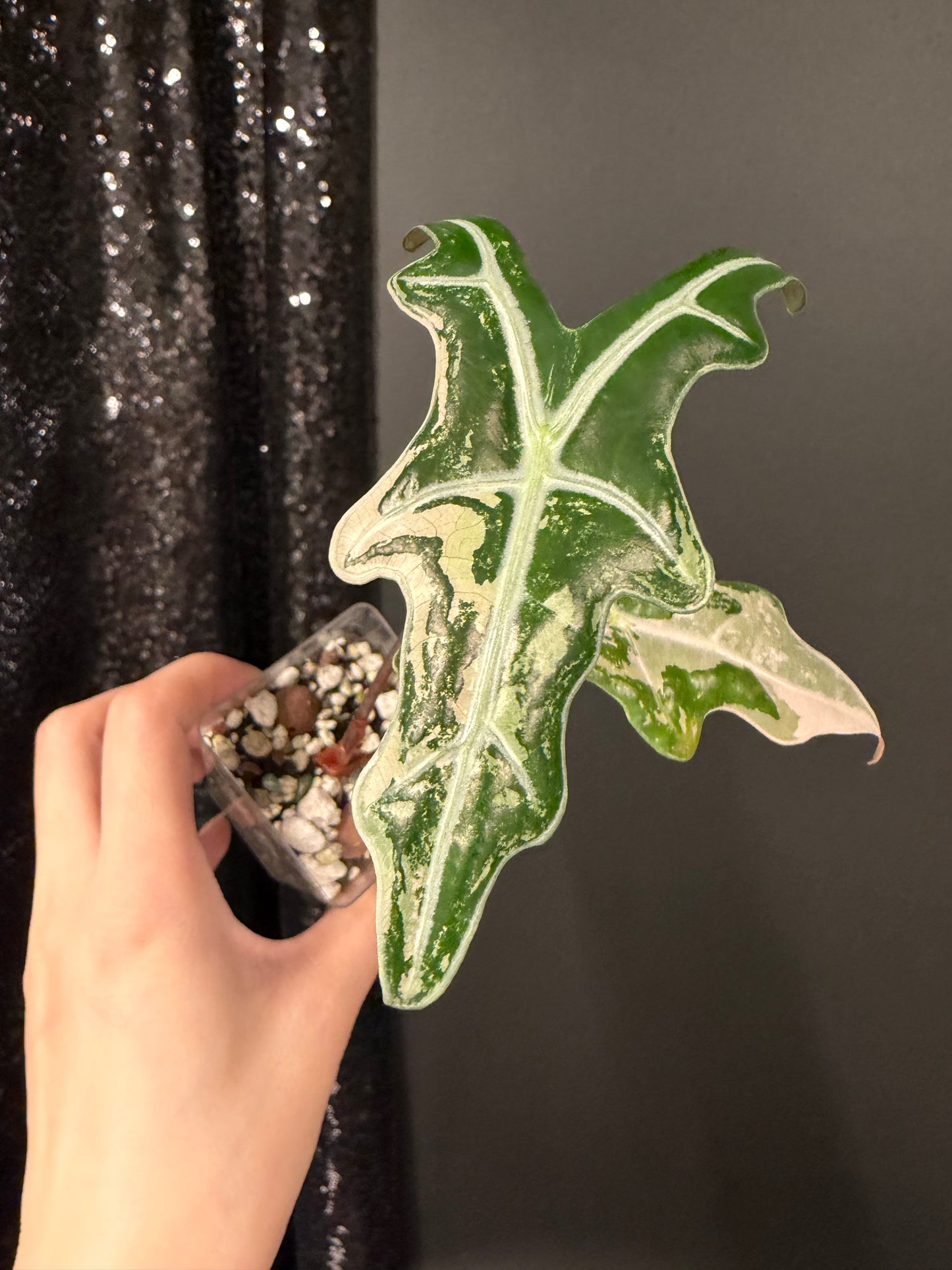 Alocasia Nobilis Pink Variegated