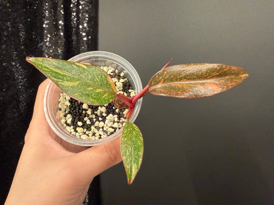 Philodendron Orange Princess Galaxy