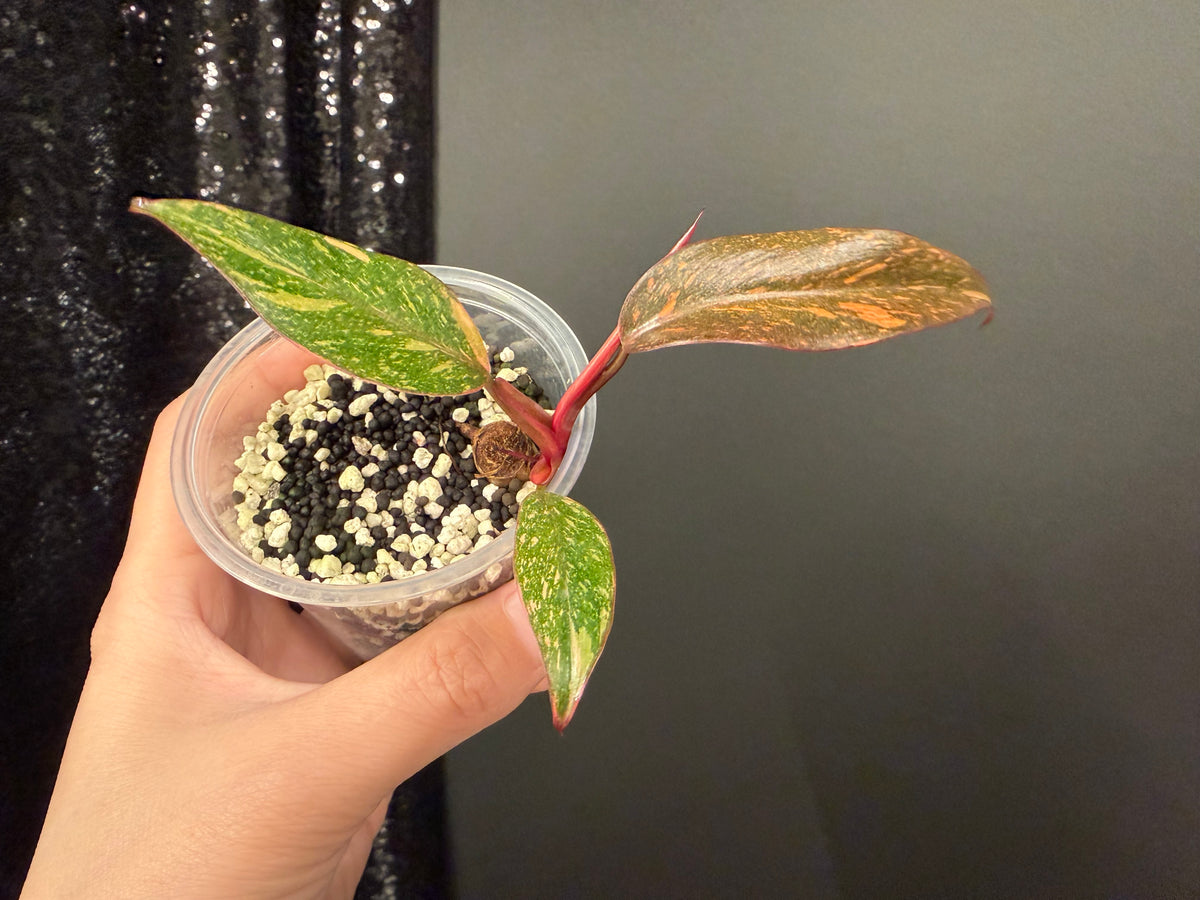 Philodendron Orange Princess Galaxy