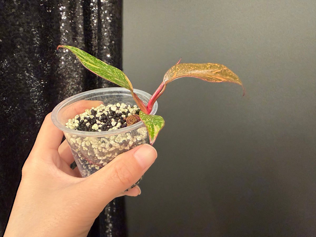 Philodendron Orange Princess Galaxy