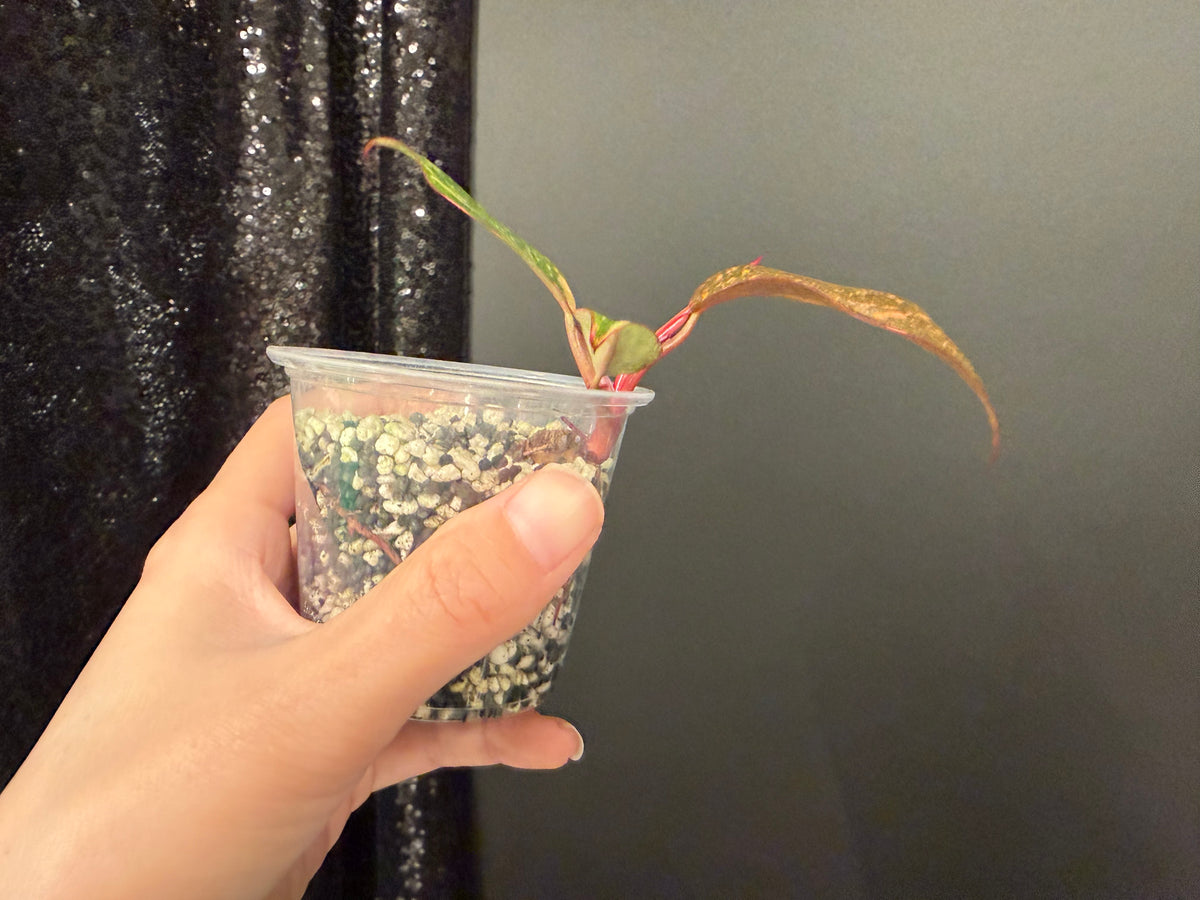 Philodendron Orange Princess Galaxy