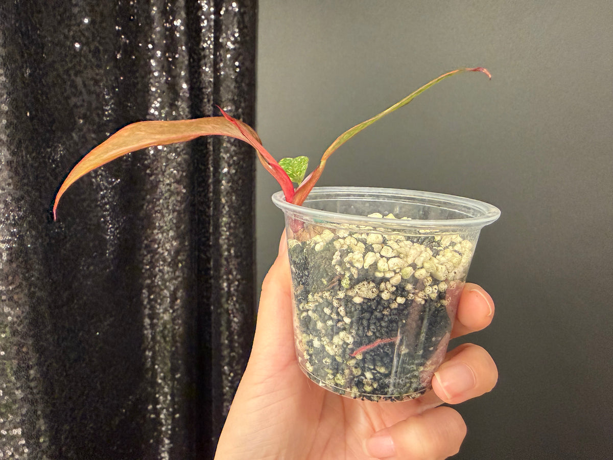 Philodendron Orange Princess Galaxy