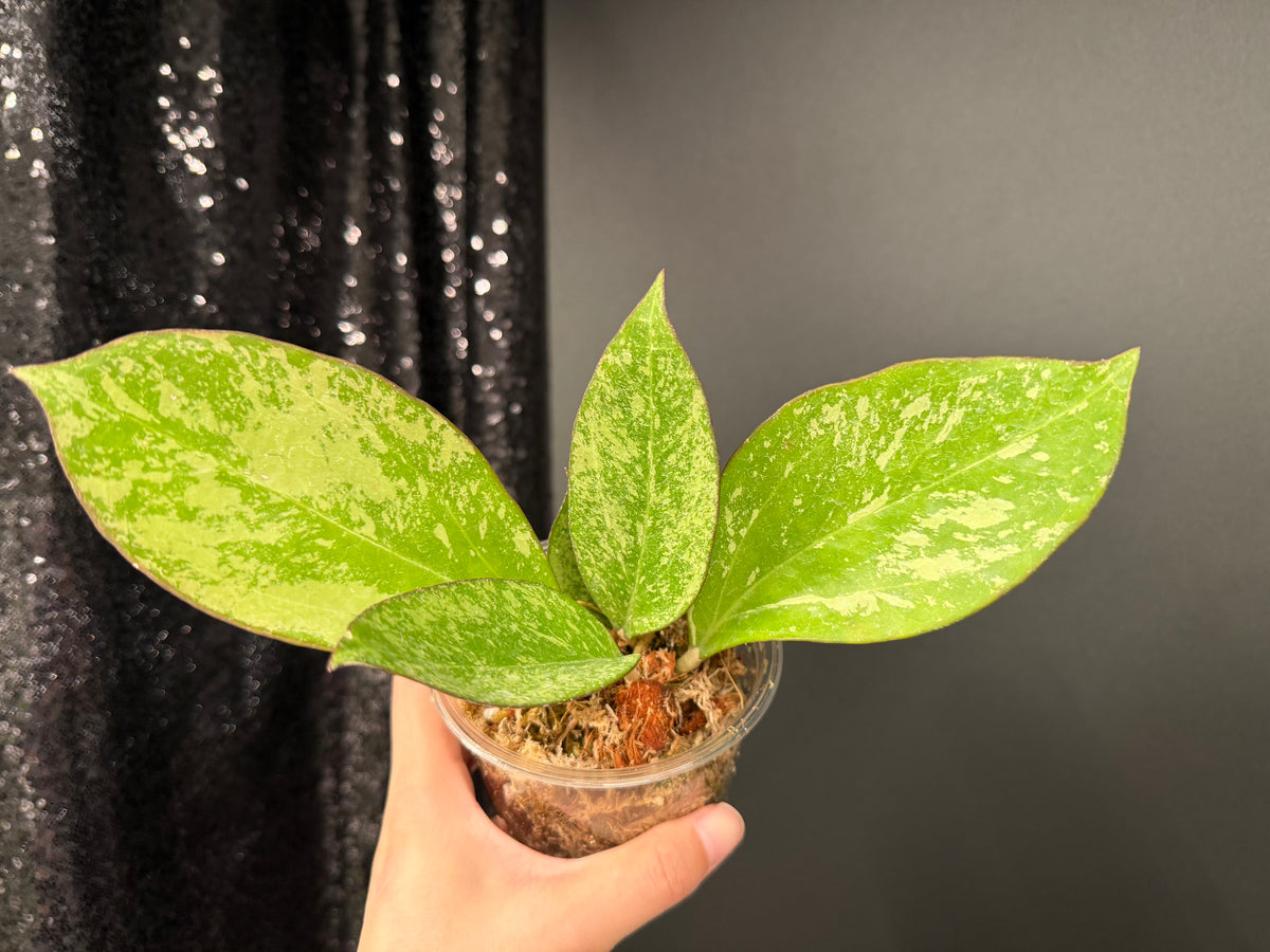 Hoya Patcharawalai 023 Splash