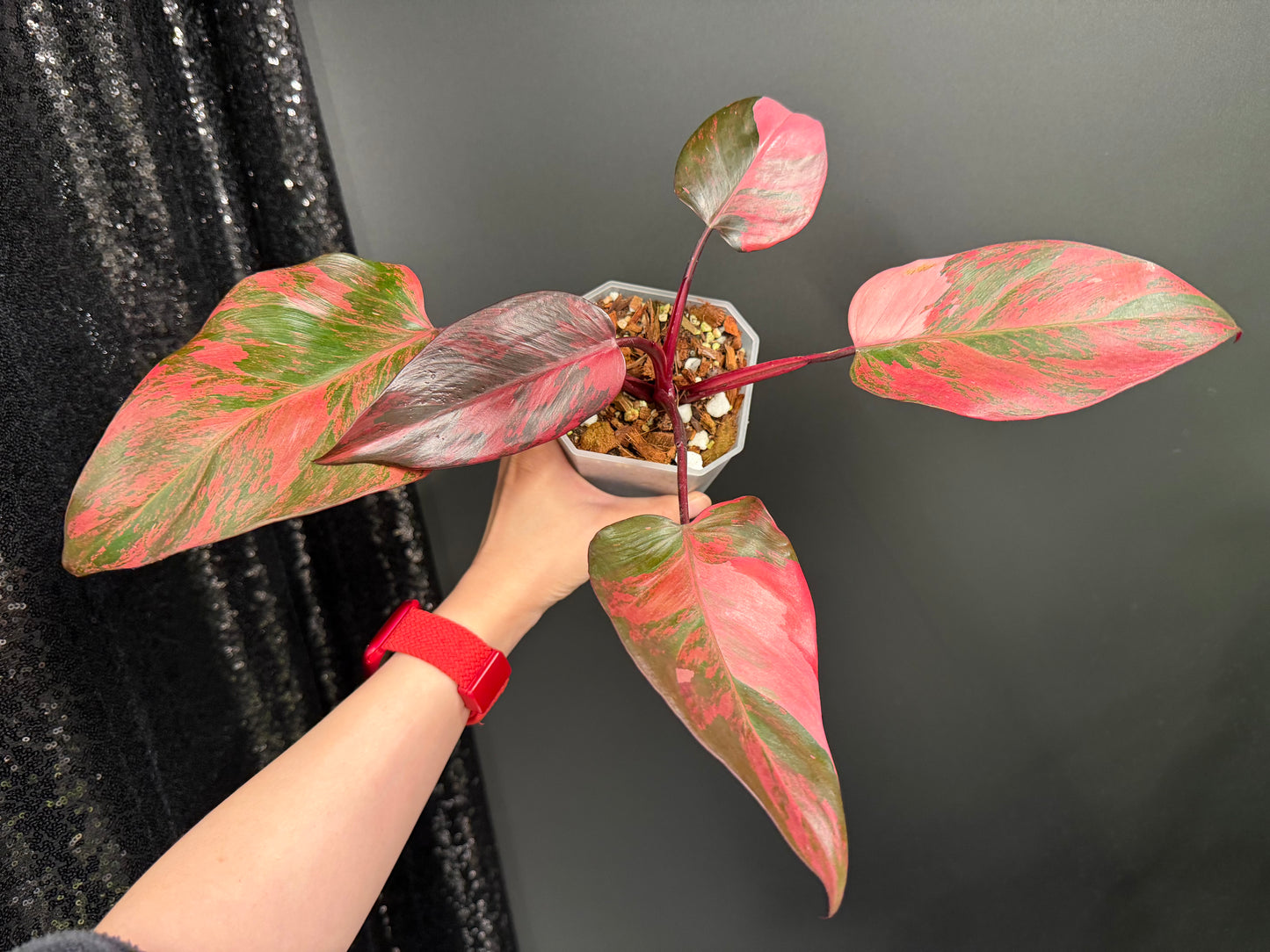 Philo Pink Princess Tricolor Variegated, Rare Plant