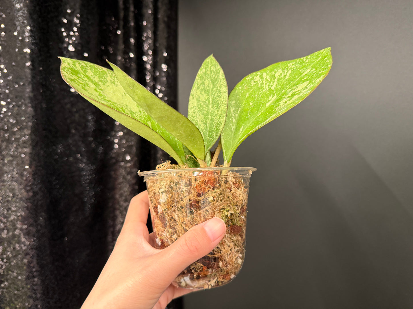Hoya Patcharawalai 023 Splash