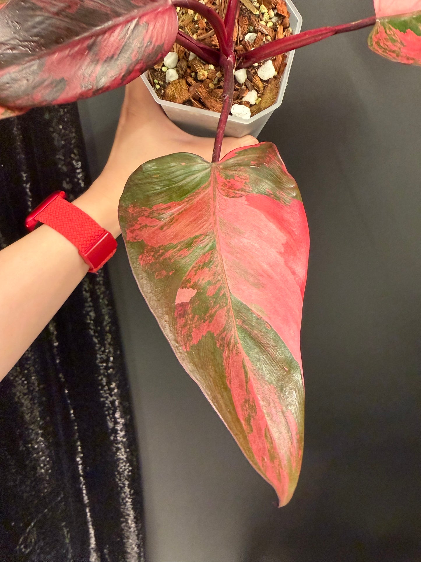 Philo Pink Princess Tricolor Variegated, Rare Plant