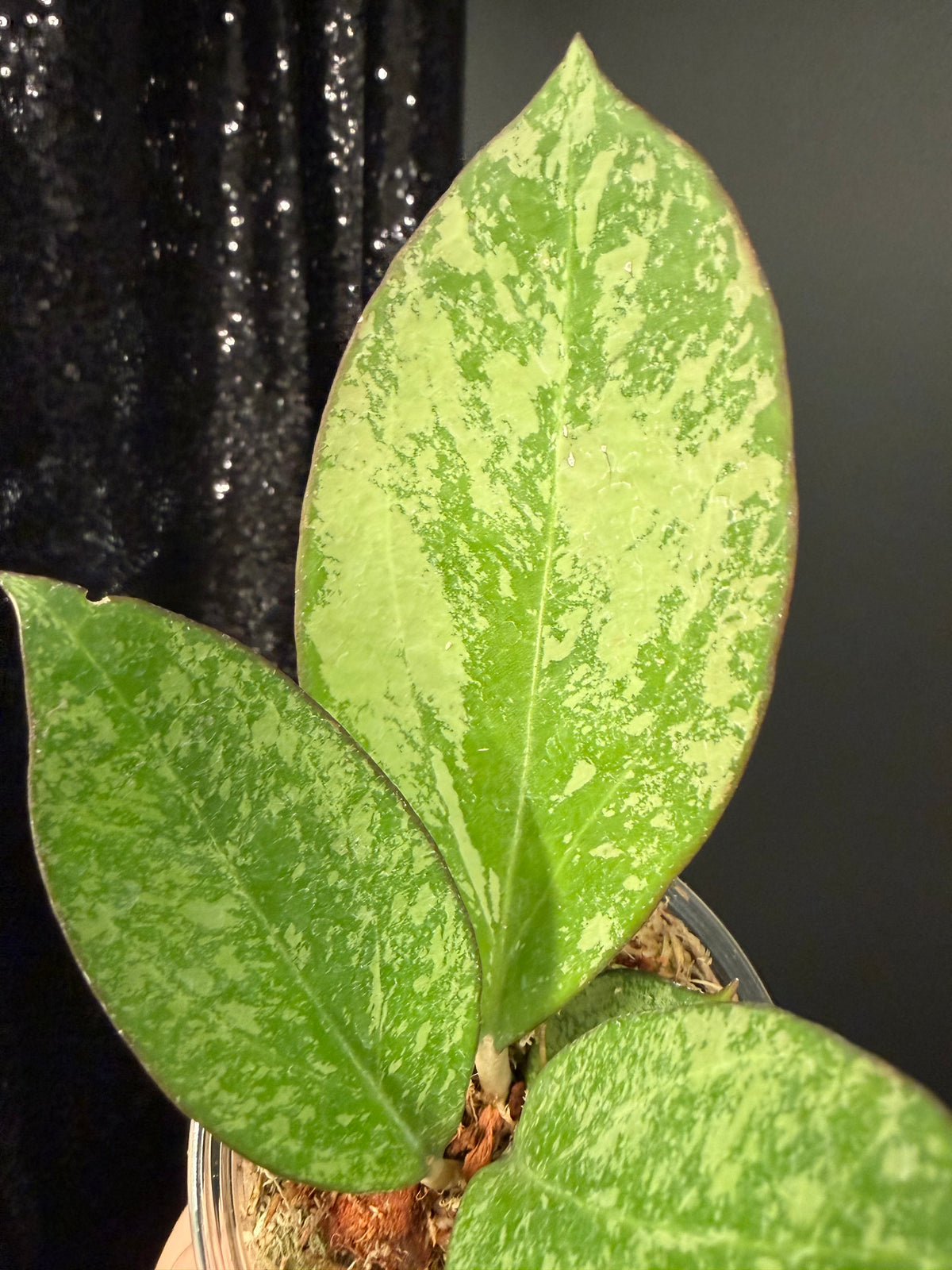 Hoya Patcharawalai 023 Splash