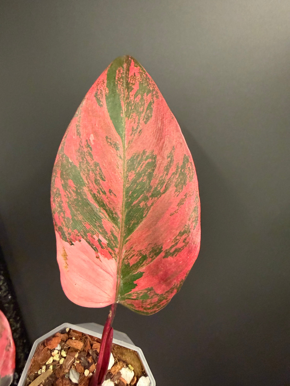 Philo Pink Princess Tricolor Variegated, Rare Plant